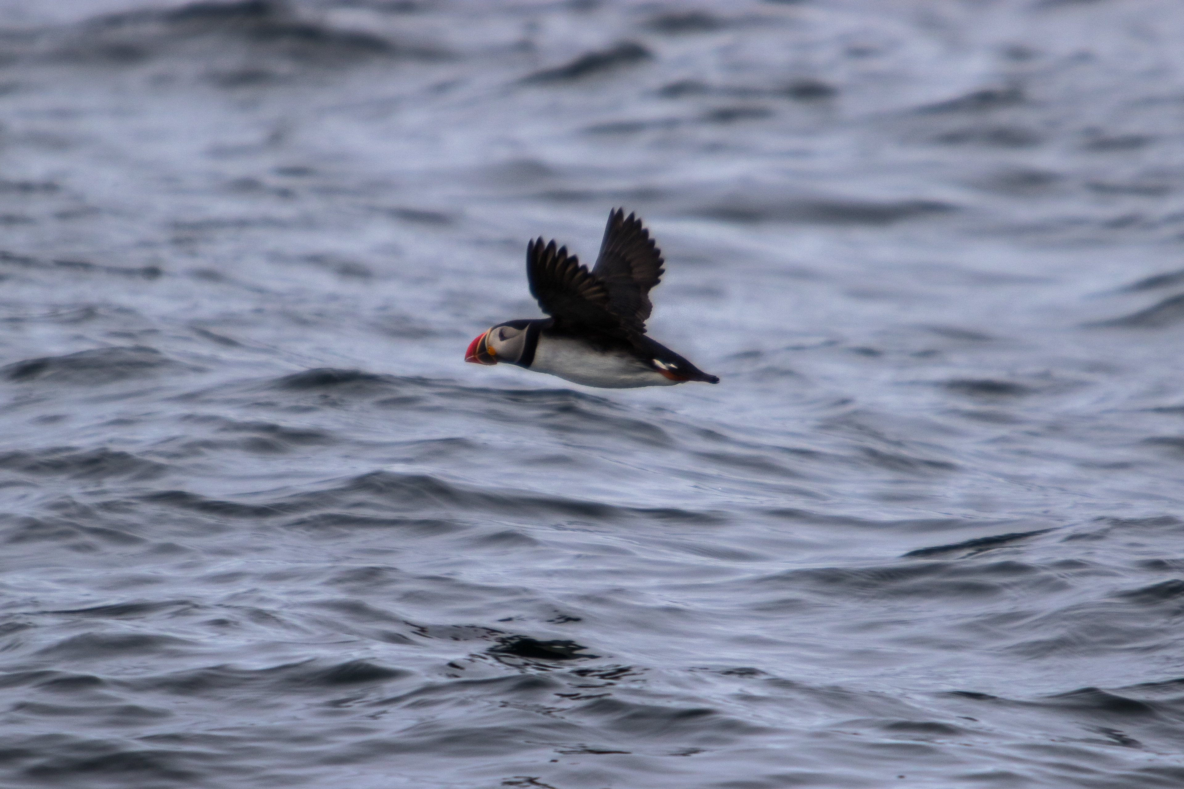 A lone puffin flies close to the water in Cape Breton.