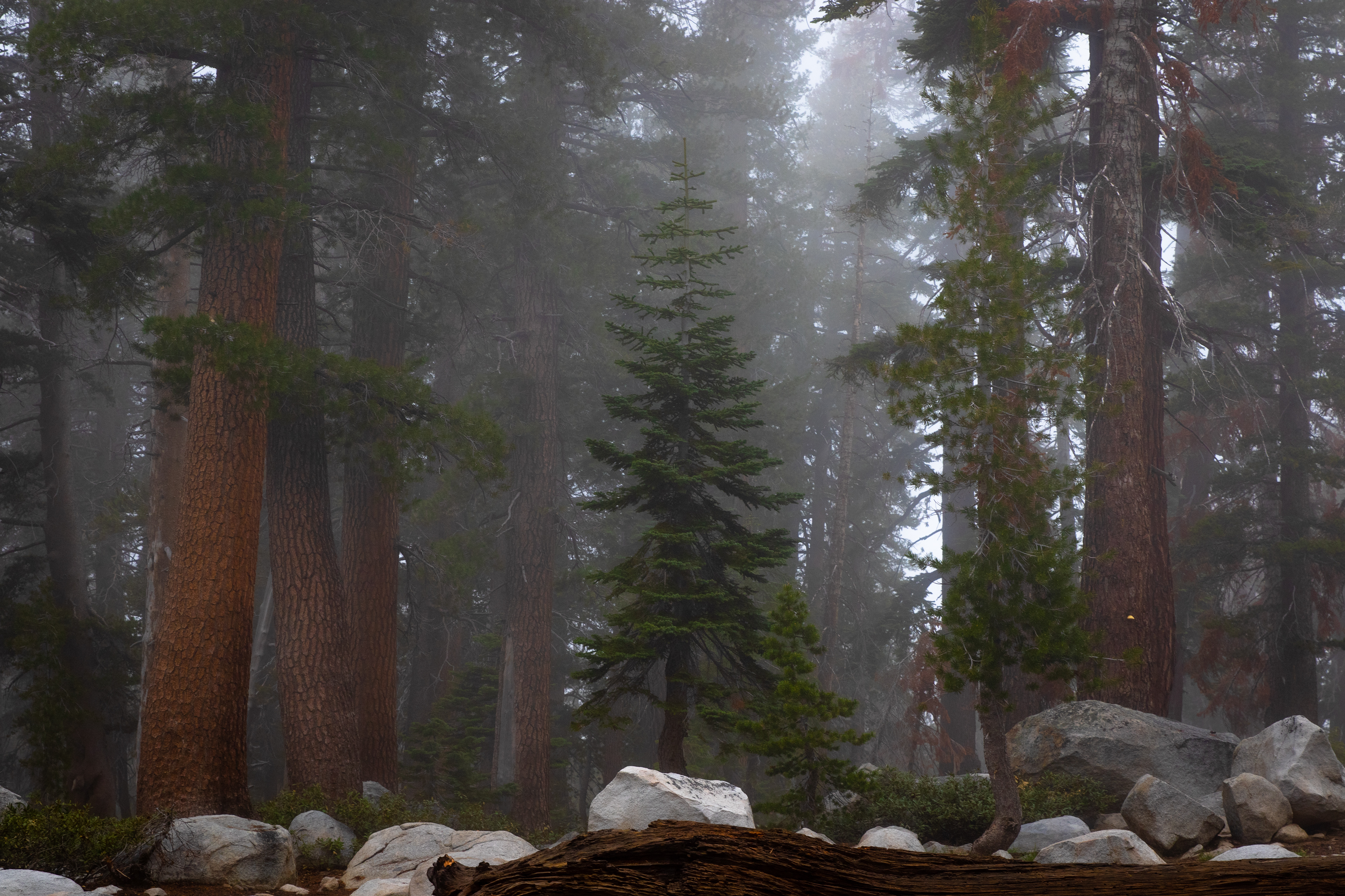 A foggy morning obscures the background of this young tree outside of Seqouia NP.