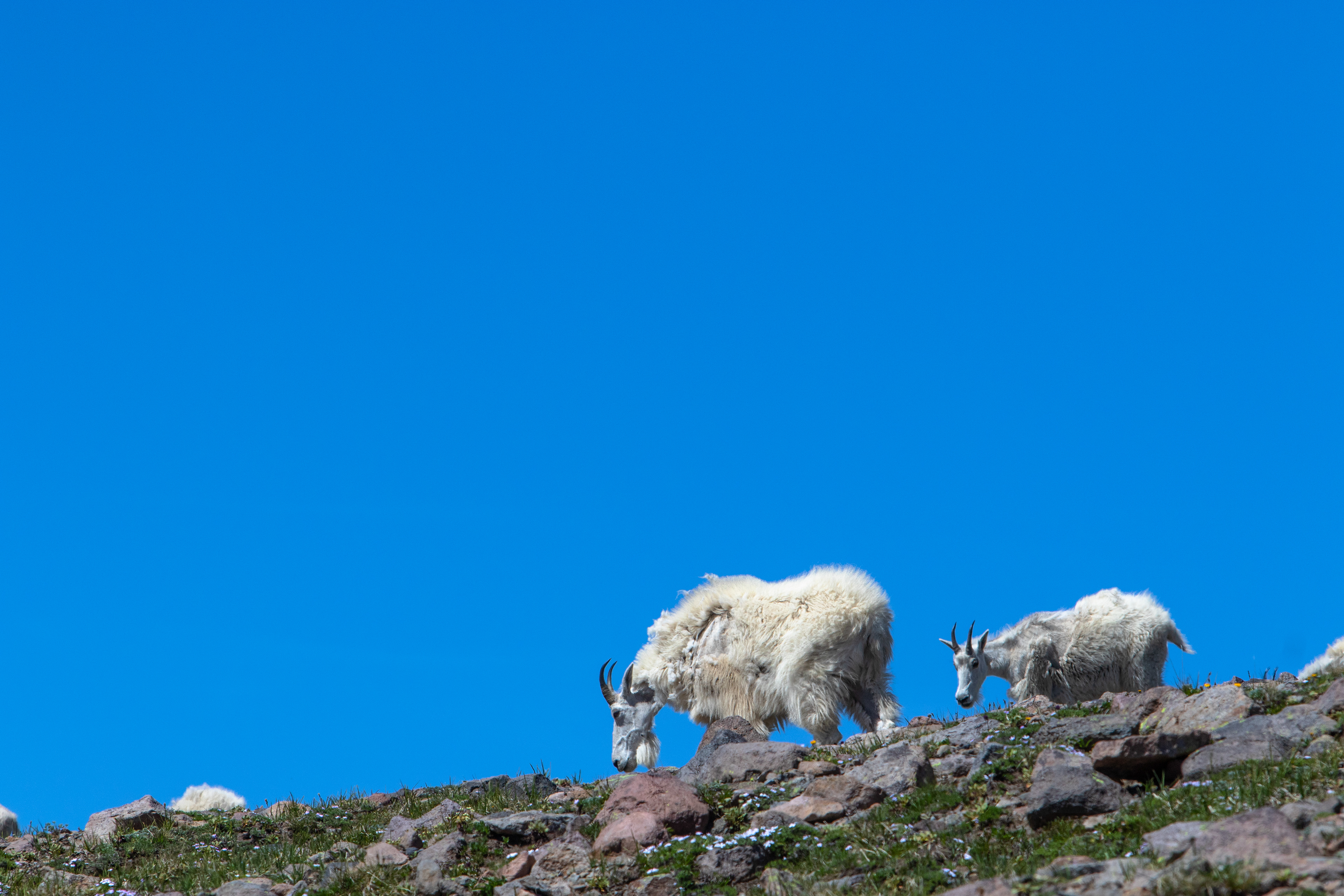 Two mountain goats graze on the top of this hill near Mount Rainier.