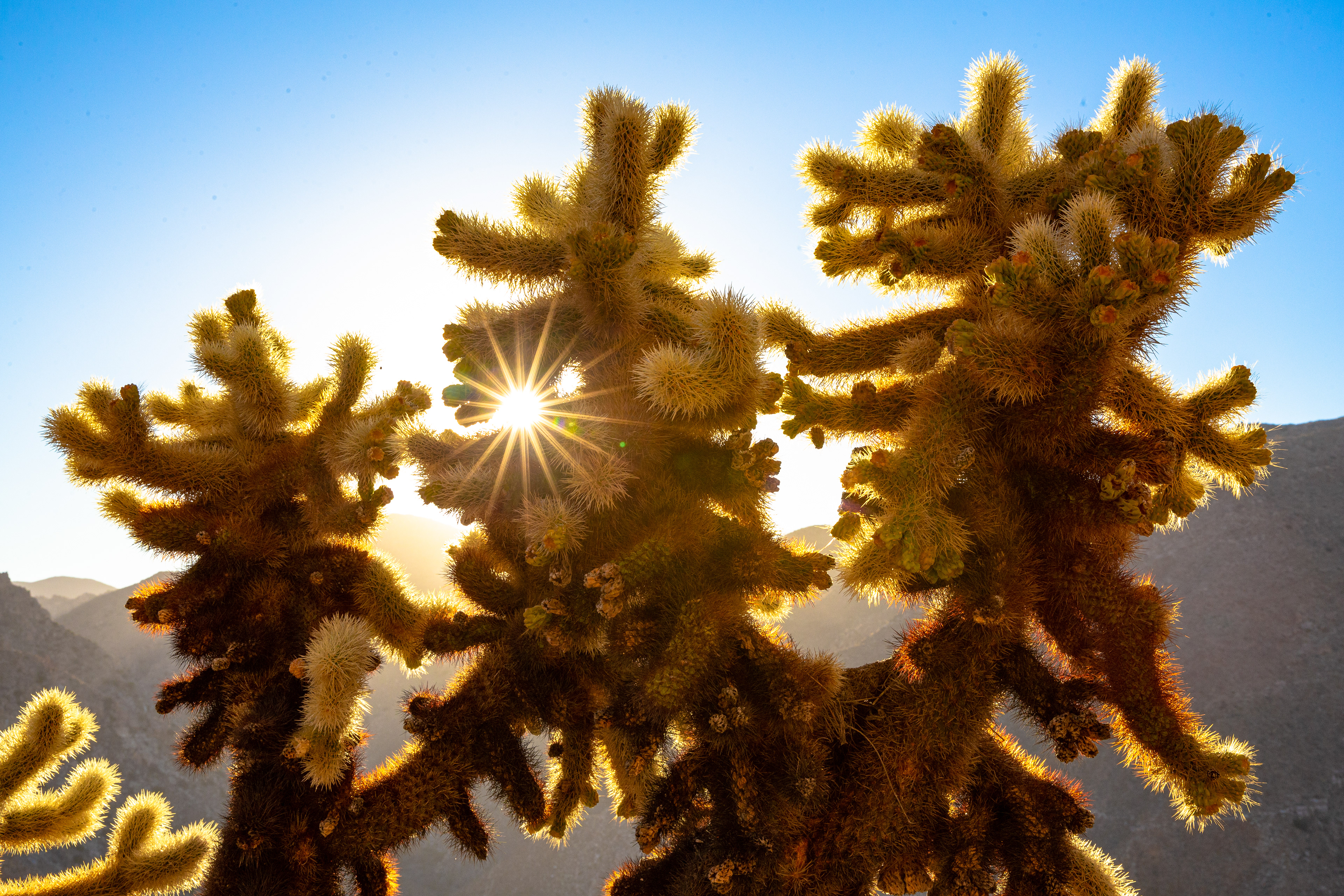 The sun flares through the branches of a cholla in the Southern California desert.