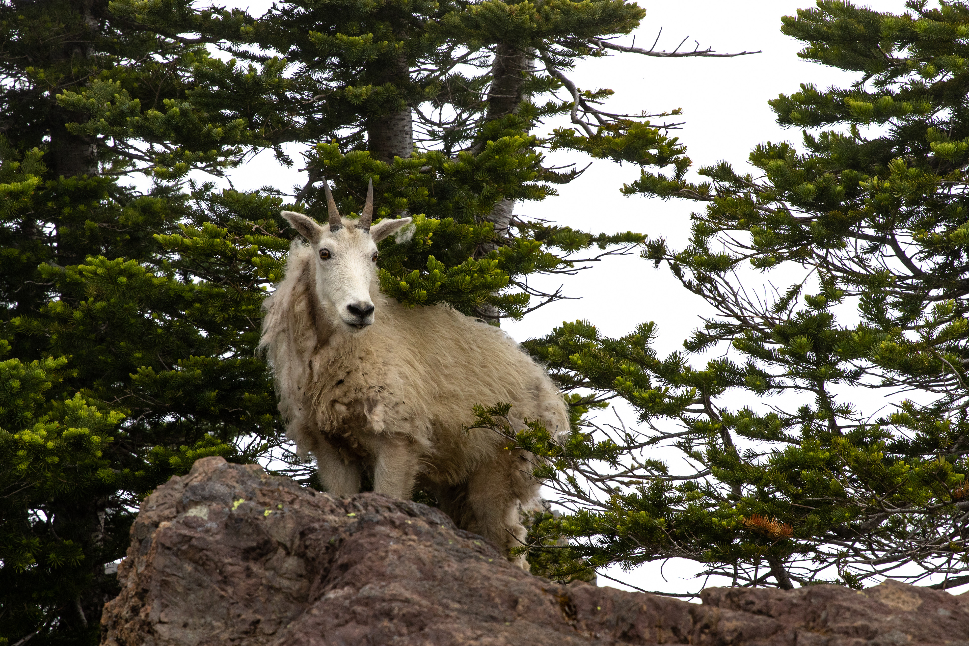 A mountain goat comes out of the forest to assess its surroundings.