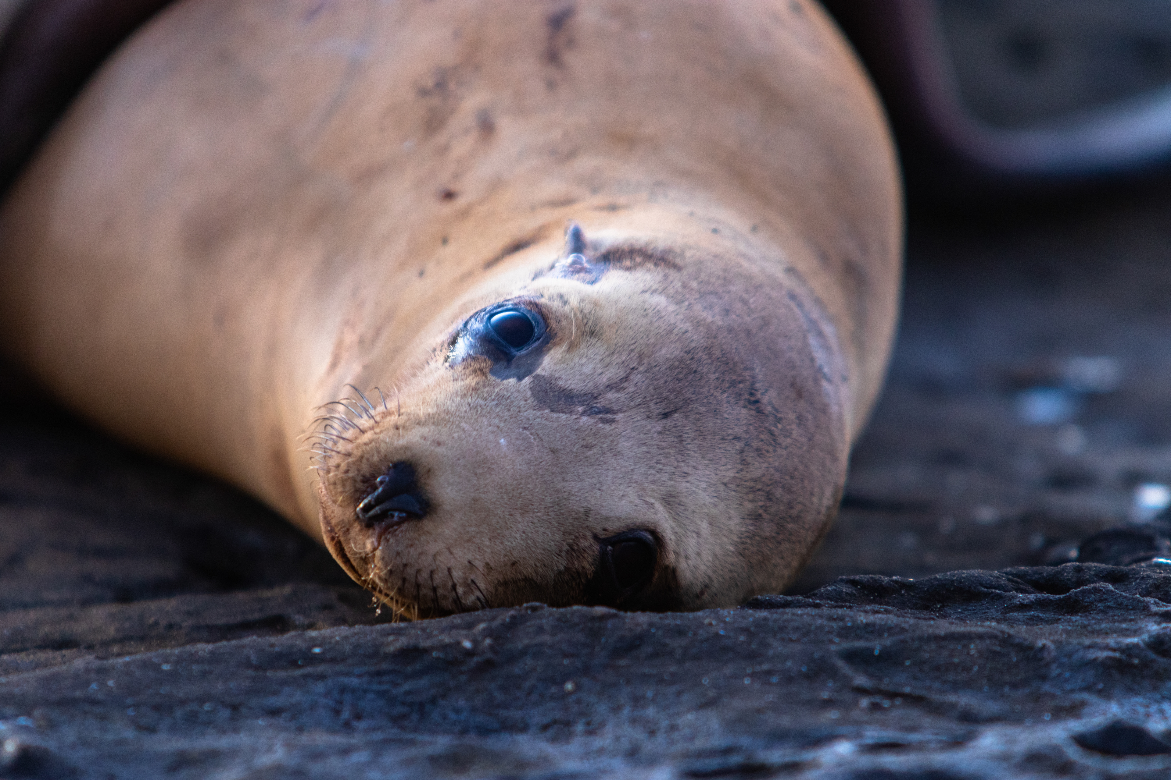 A tired sea lion looks toward the lens.