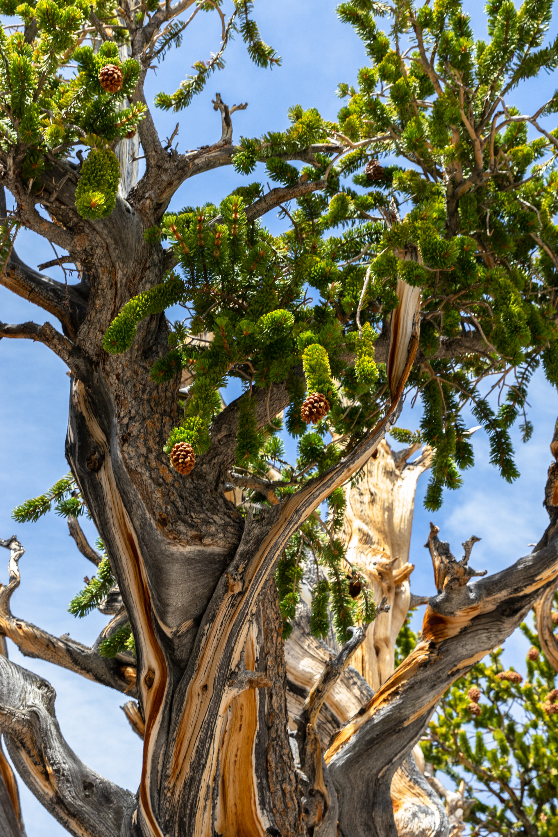 Pine cones hang loosely from one of the oldest trees in the world in Great Basin NP, NV
