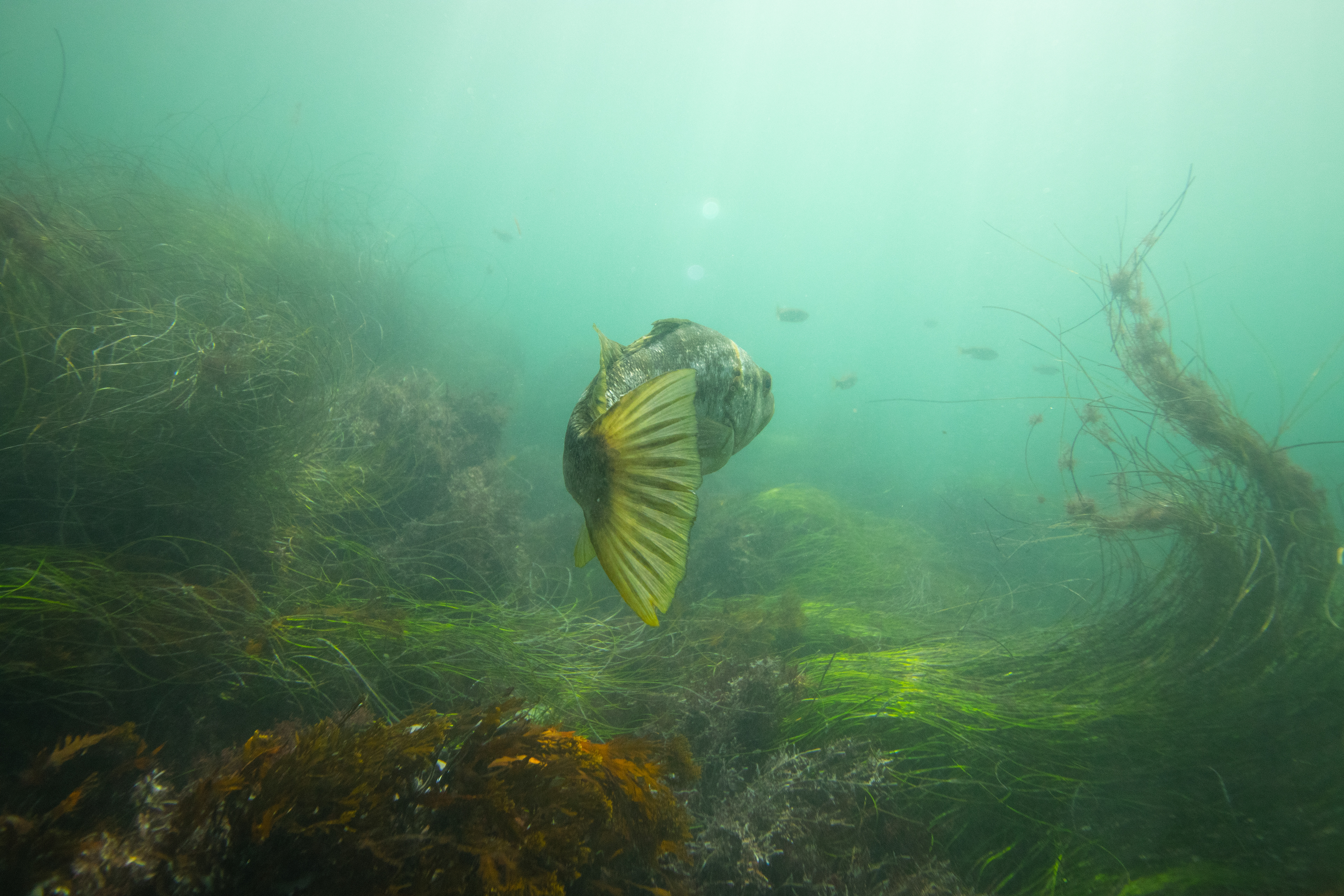 A fish swims lazily through La Jolla cove on this sunny day.