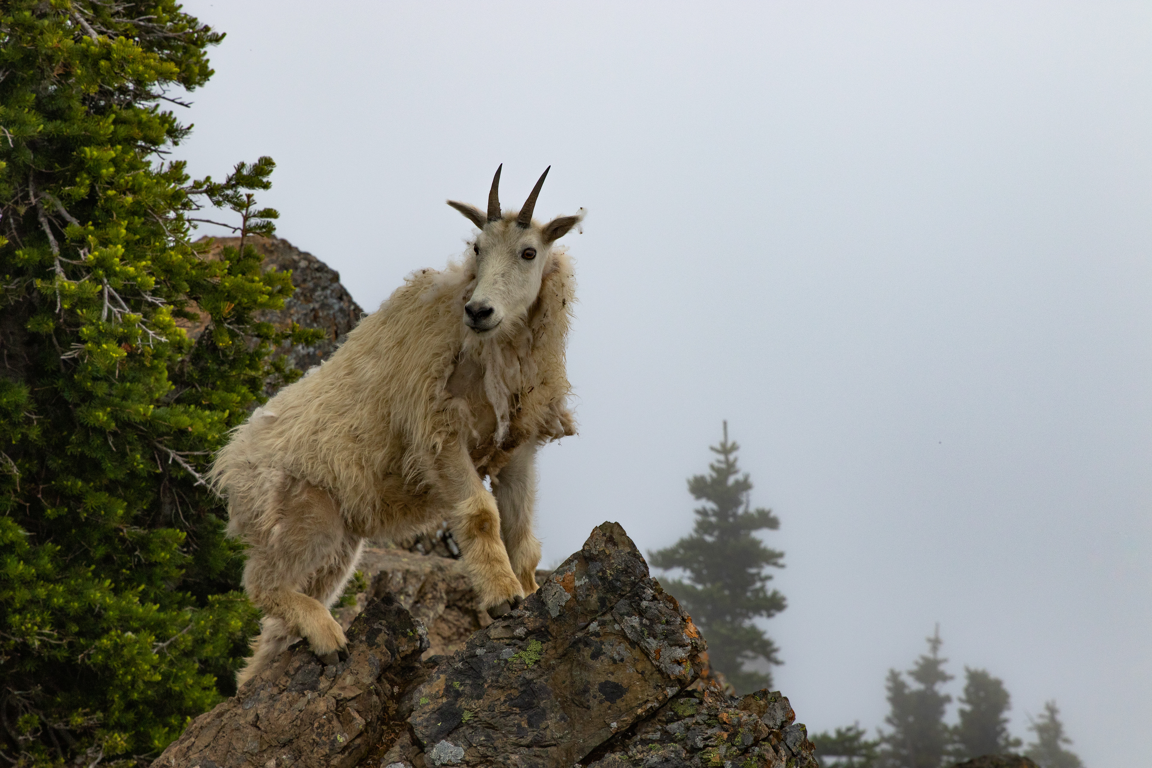 A mountain goat claims its perch in the Olympic National Forest.