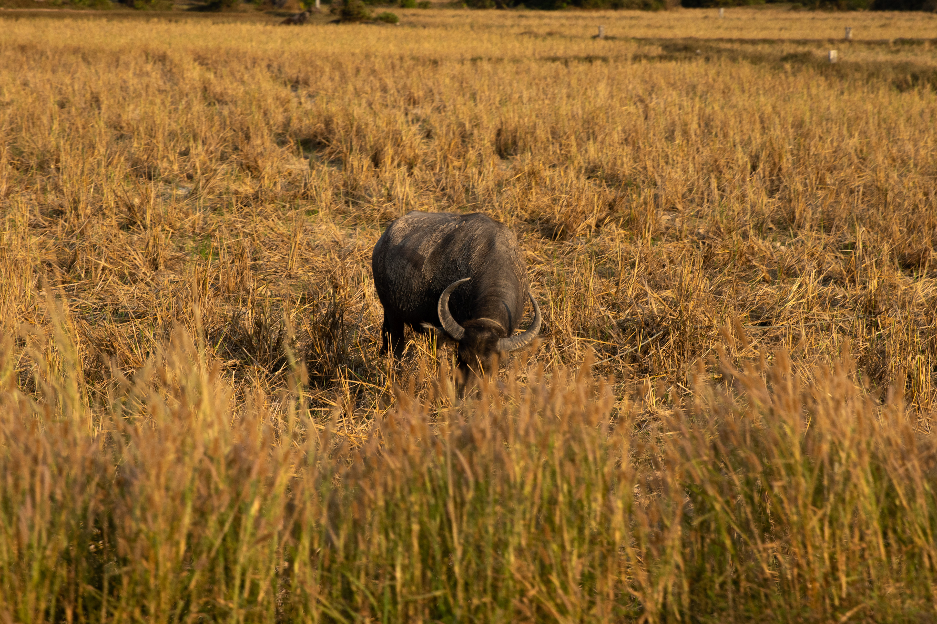A water buffalo grazes in the Cambodian countryside.