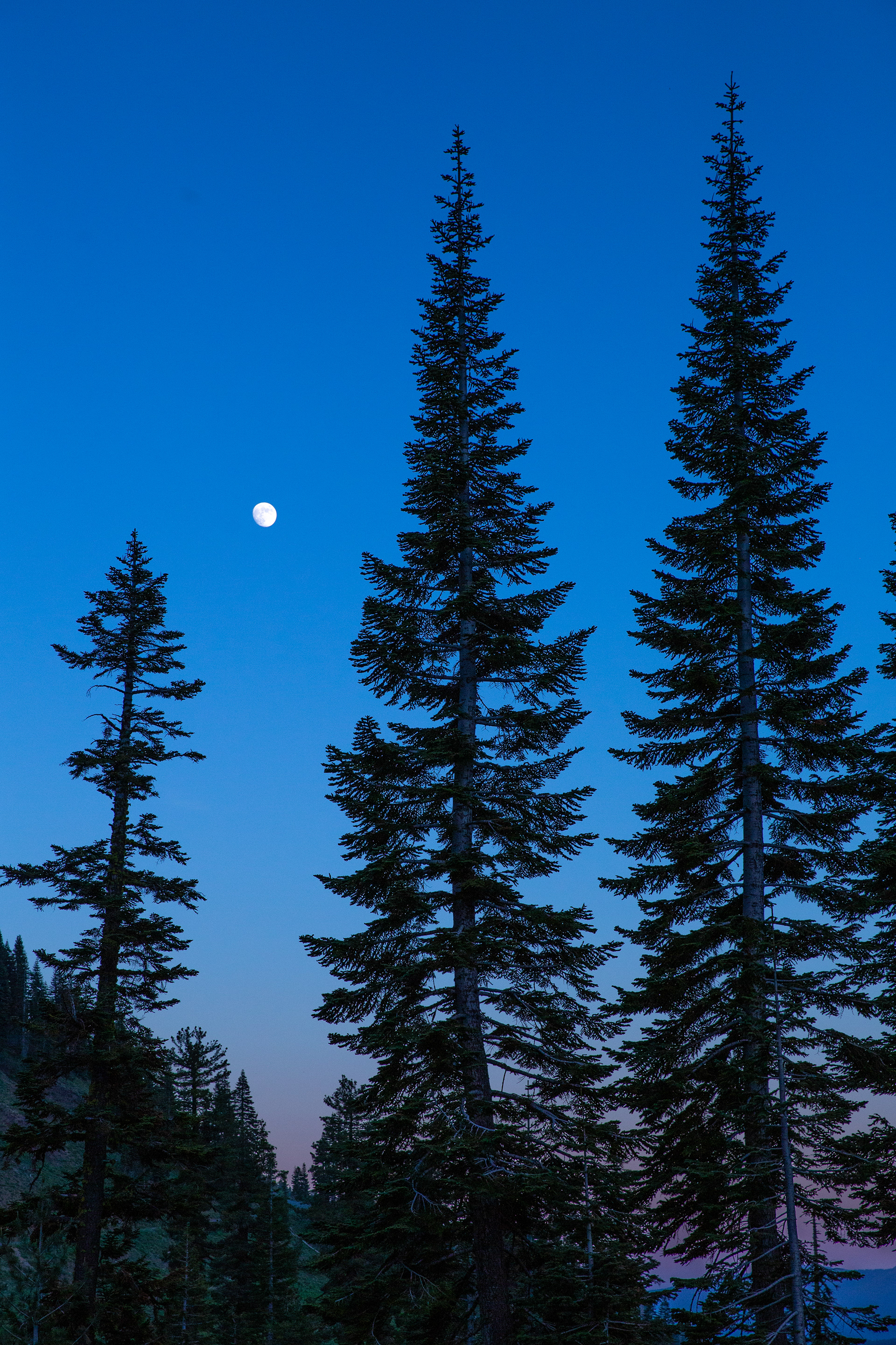 This waxing gibbous moon shines betwween trees in Lassen Volcanics NP.