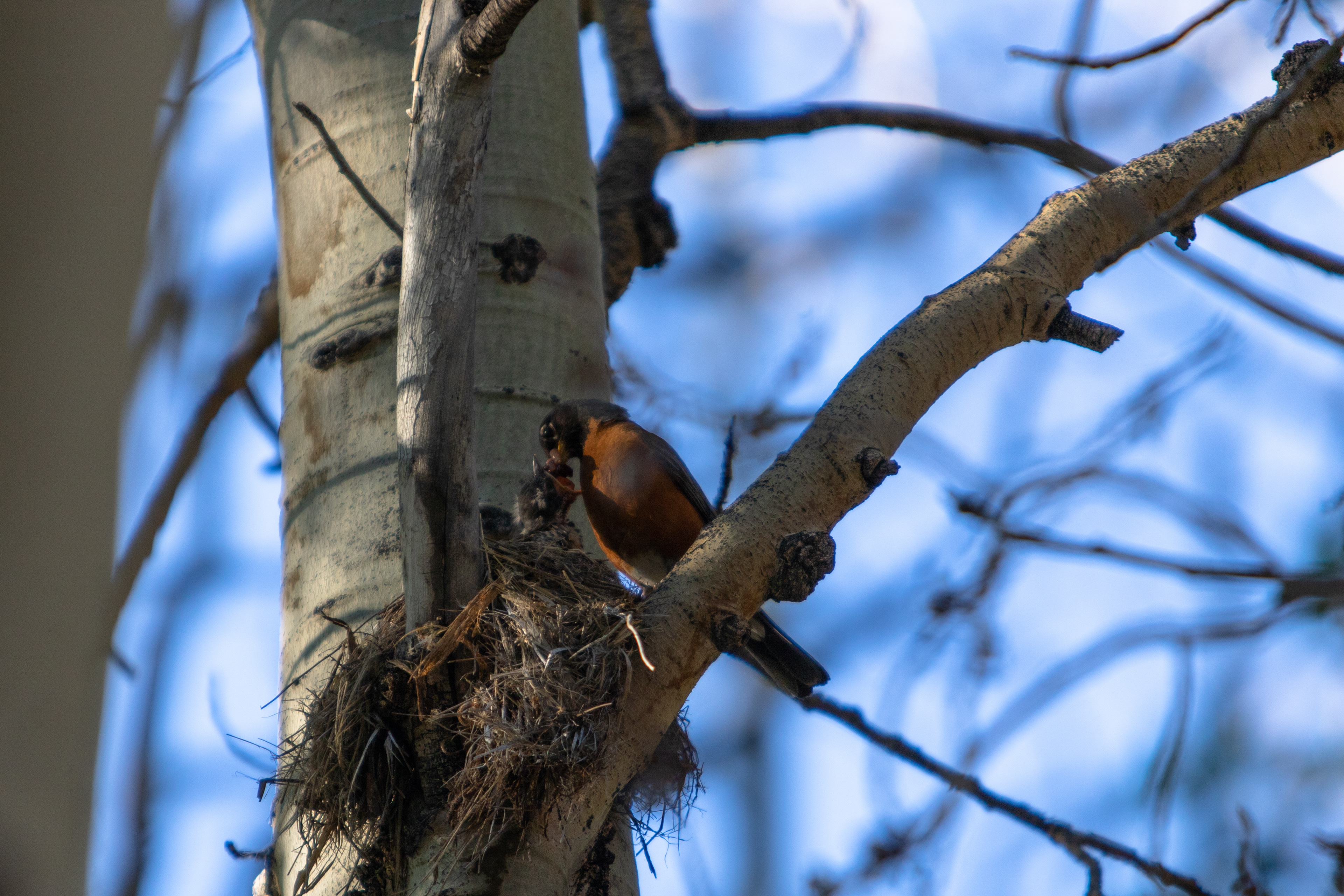 A robin feeds its chick in the California Sierras.