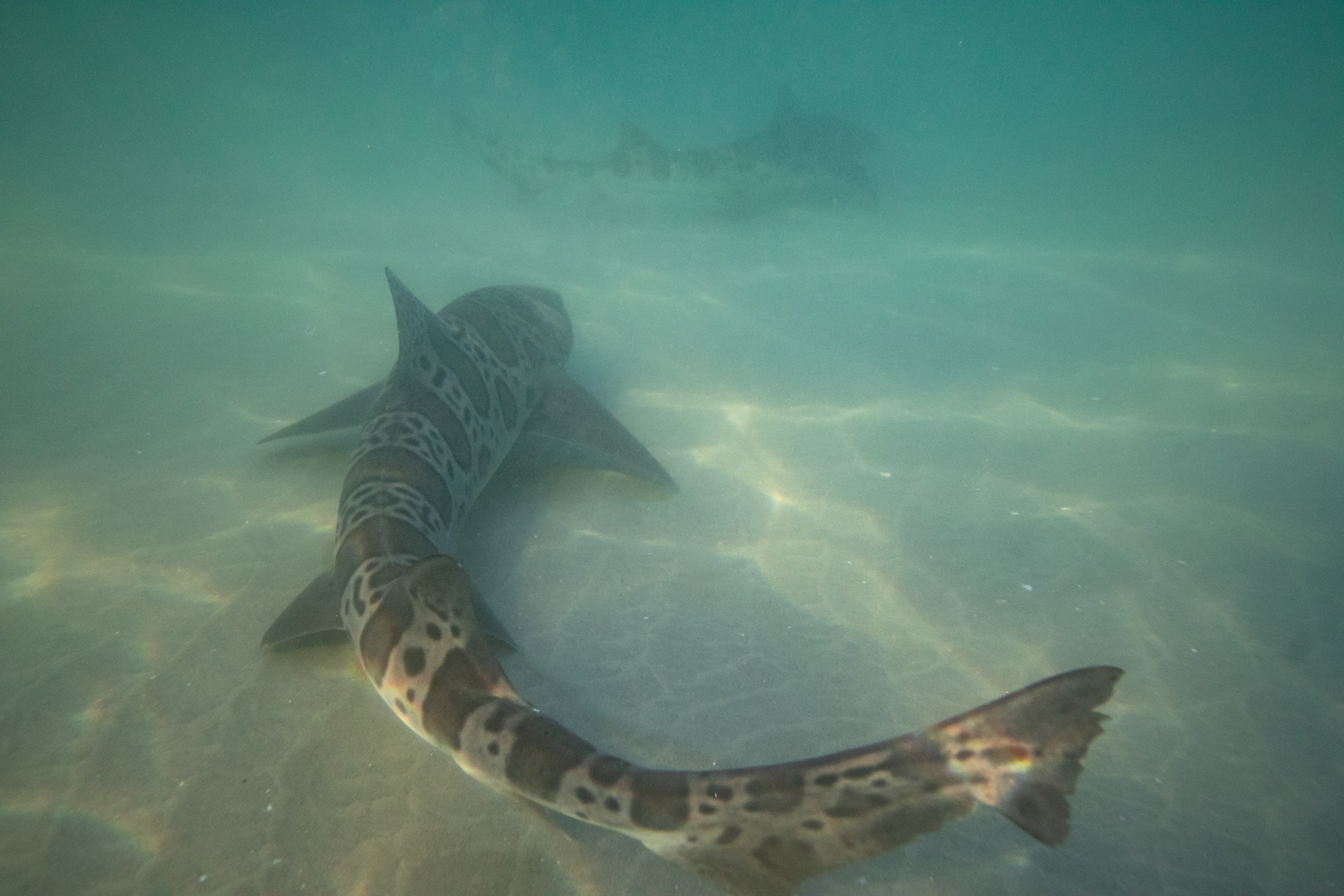 Two leopard sharks take in the warm waters of La Jolla Shores.