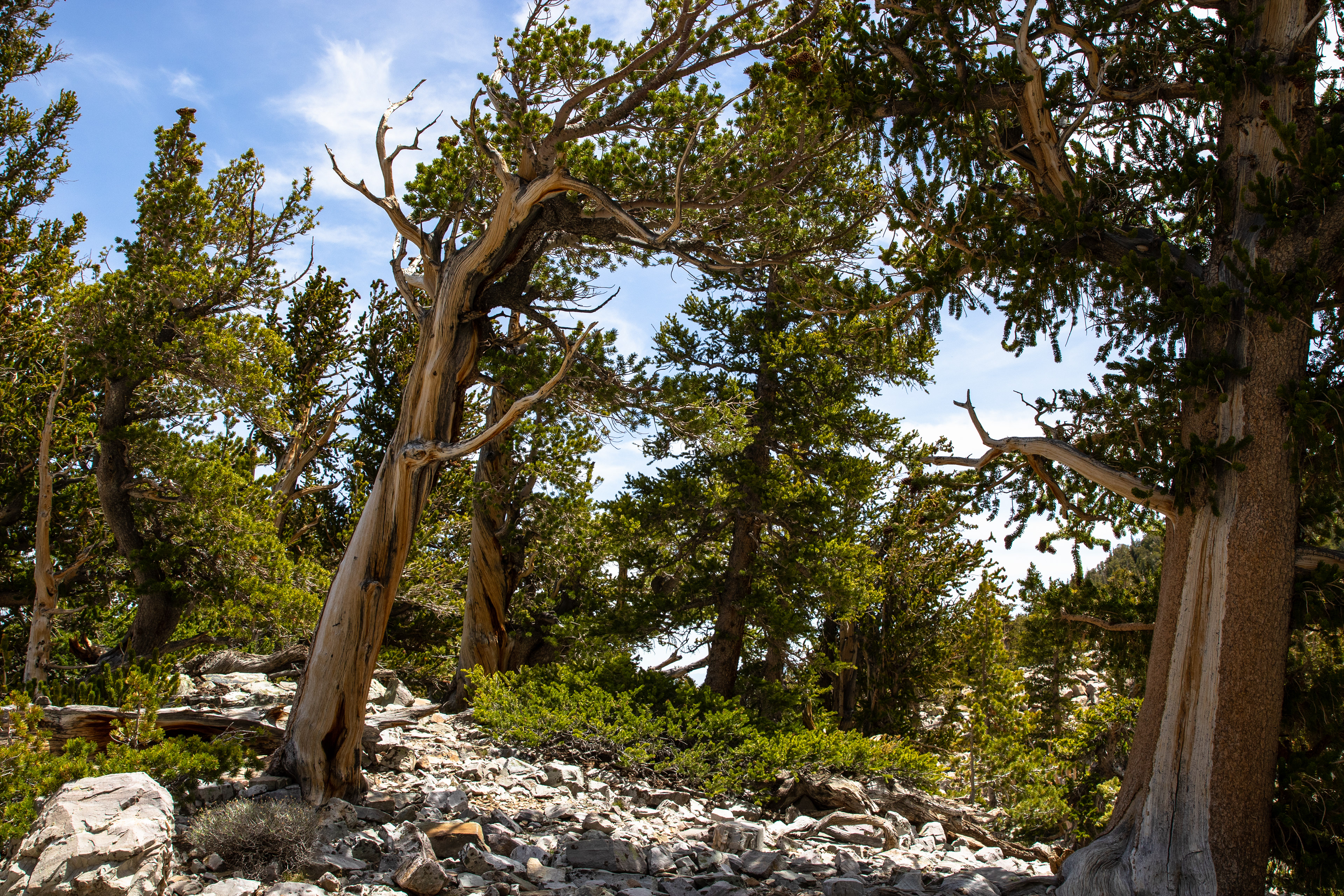 Wind-blown Bristlecone Pines lean from thousands of years of exposure to the elements.