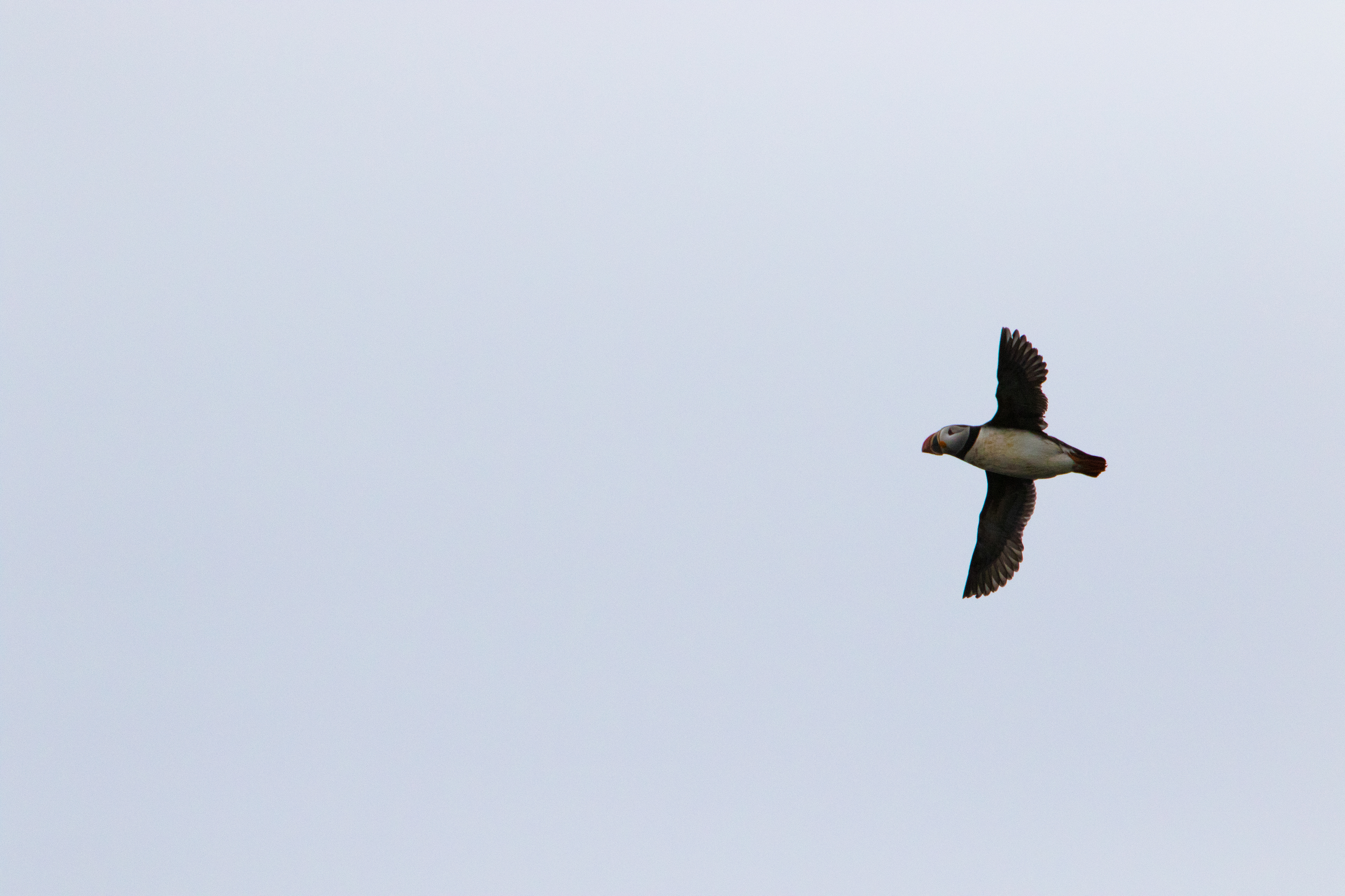 A puffin takes to the skies with its wings spread in Eastern Canada.