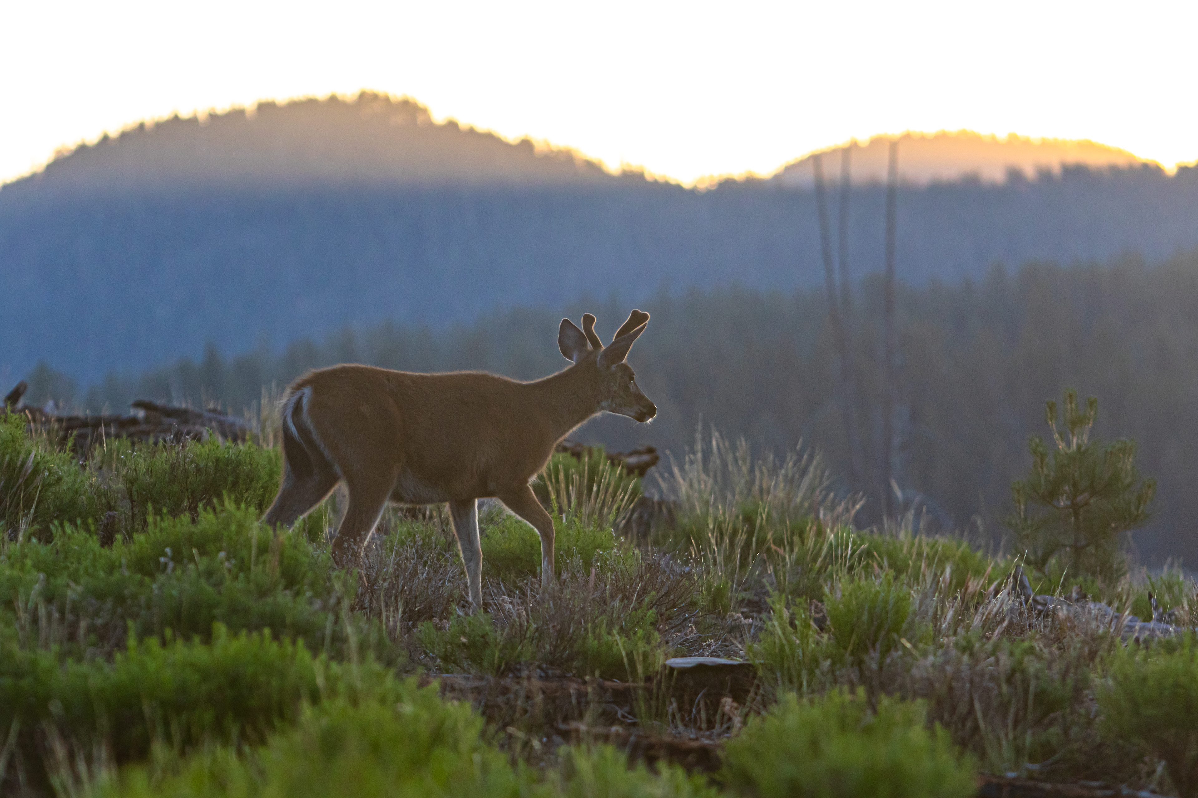 A deer makes its way to a morning drink ahead of the rising sun in Lassen NP, CA..
