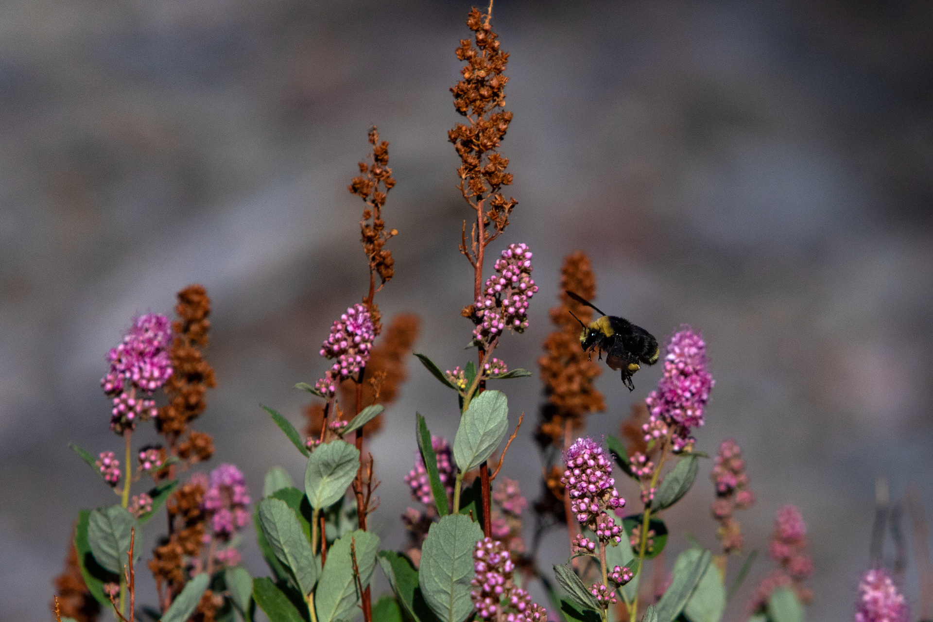 A bee comes in for landing in Lassen Volcanics NP.