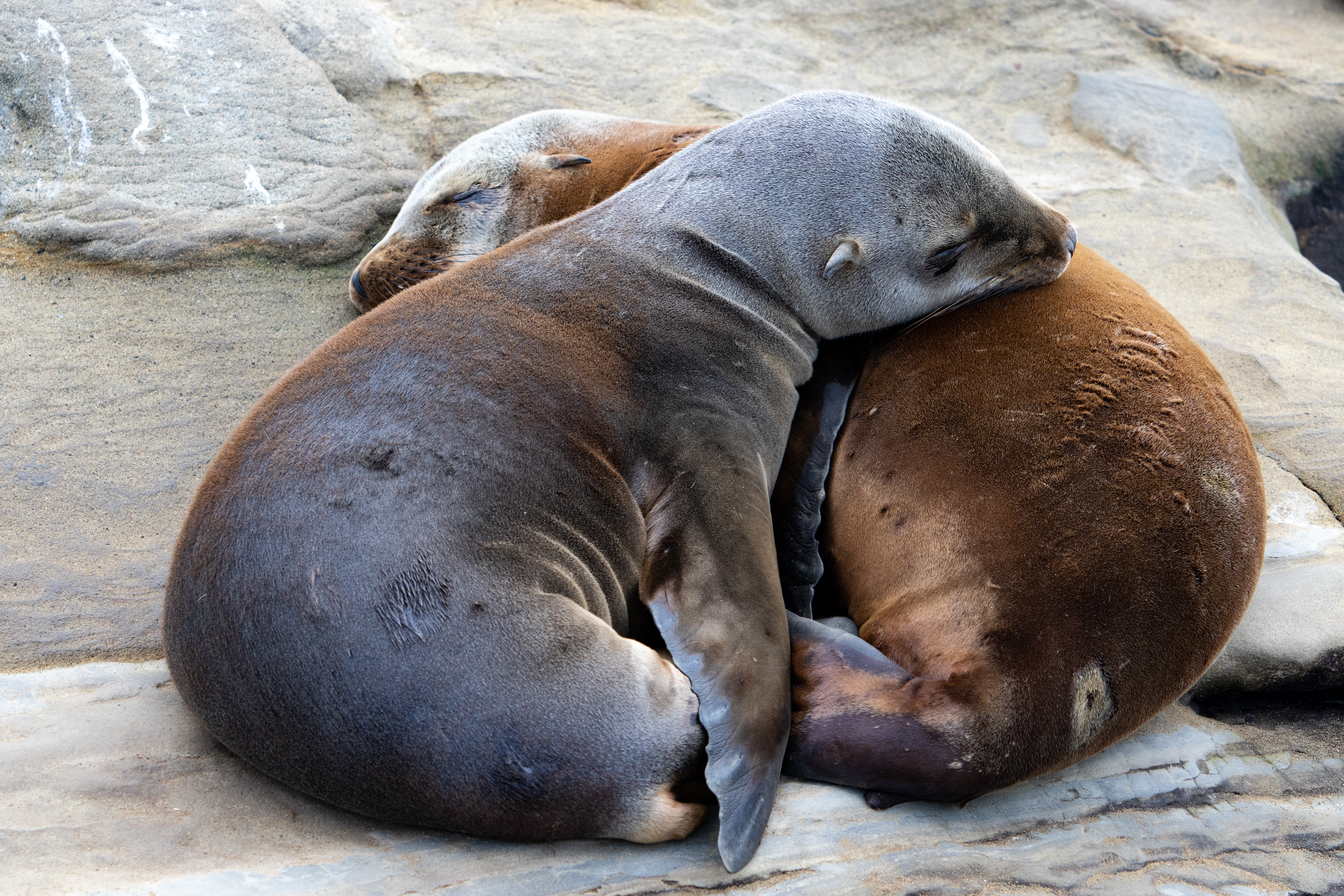 Two sea lion pups cuddle on this cliff in La Jolla, CA.