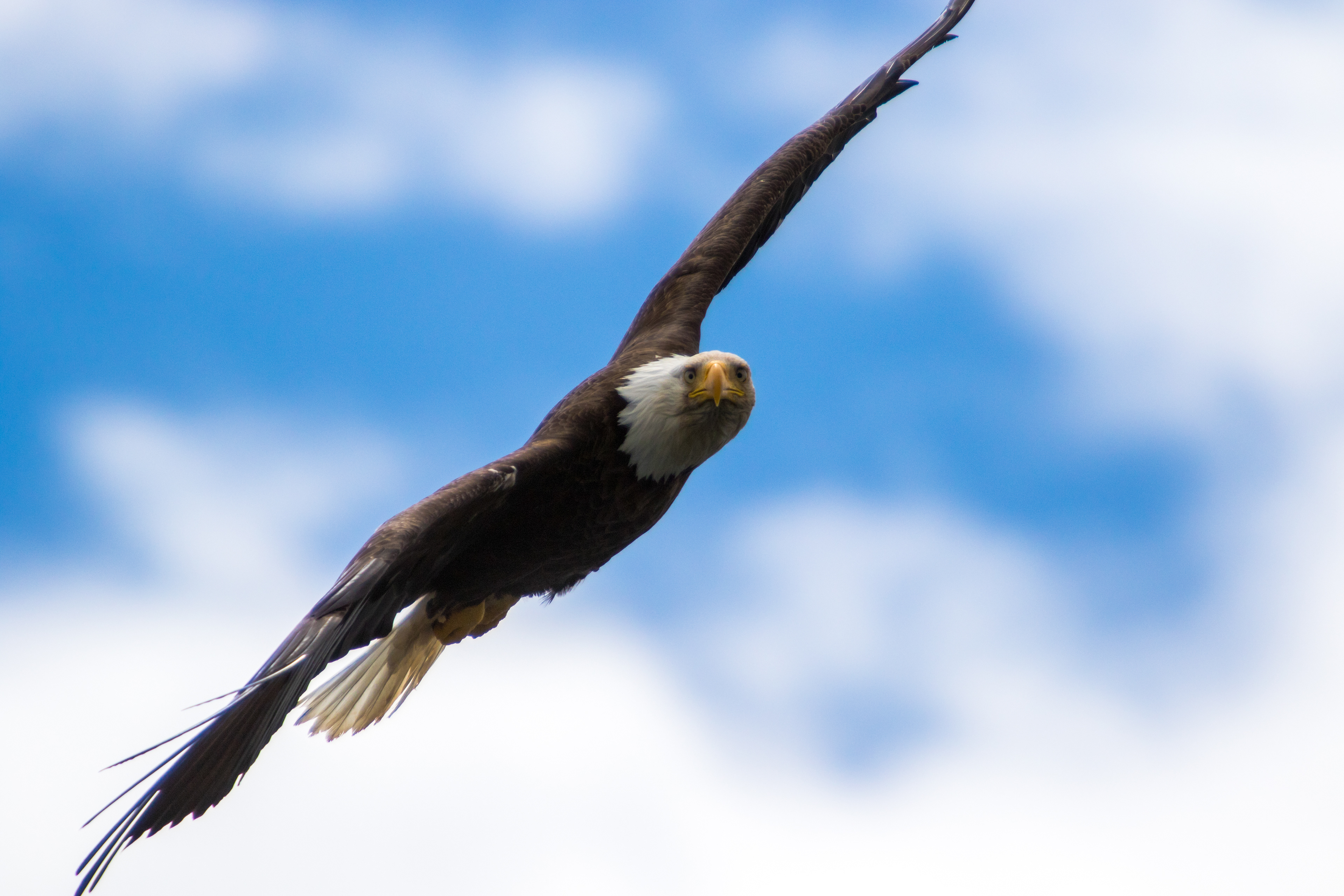 A bald eagle soars high in the blue skies of Cape Breton, Nova Scotia.