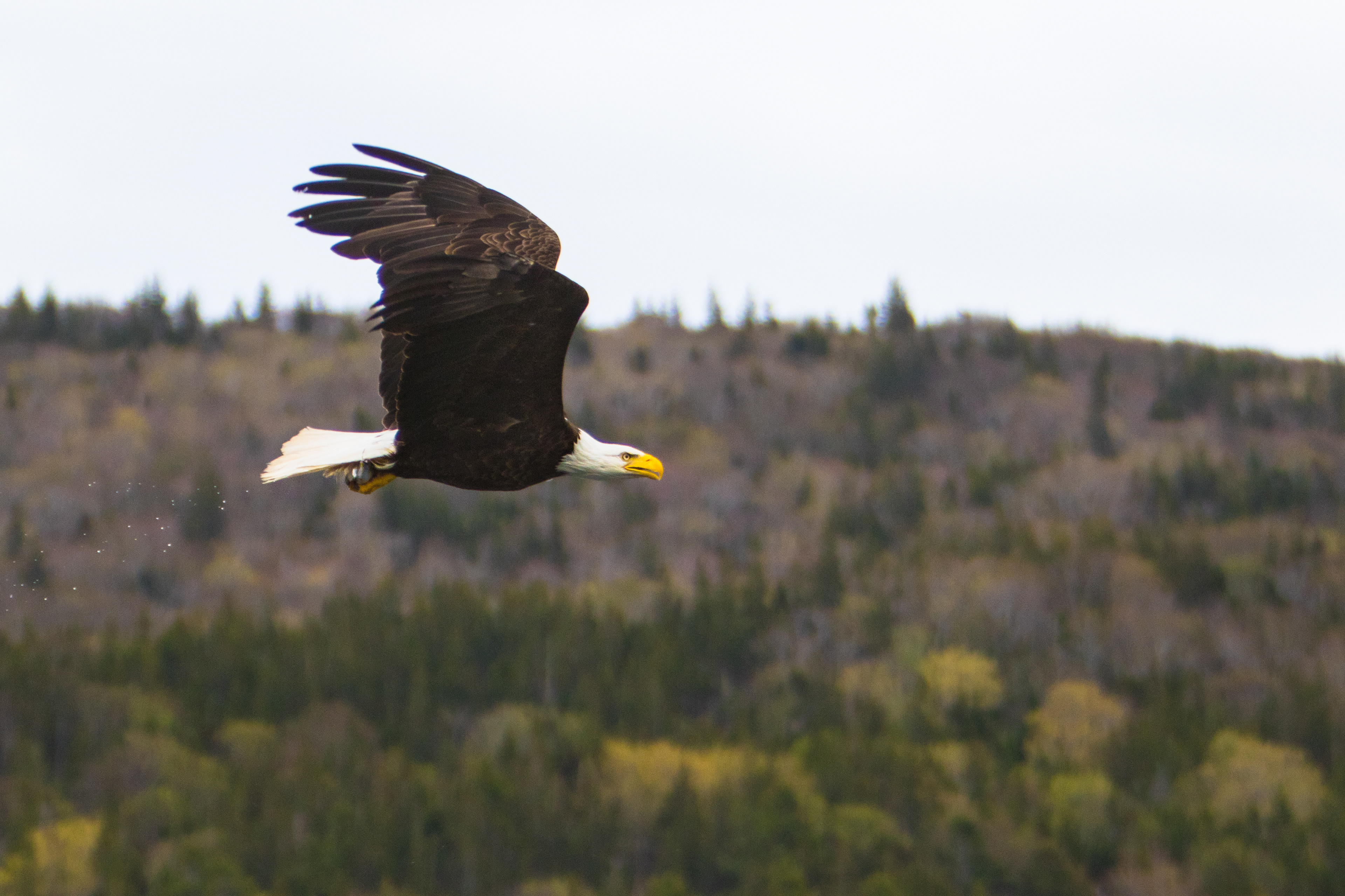 A bald eagle flies away with its catch in Cabe Breton, Nova Scotia.