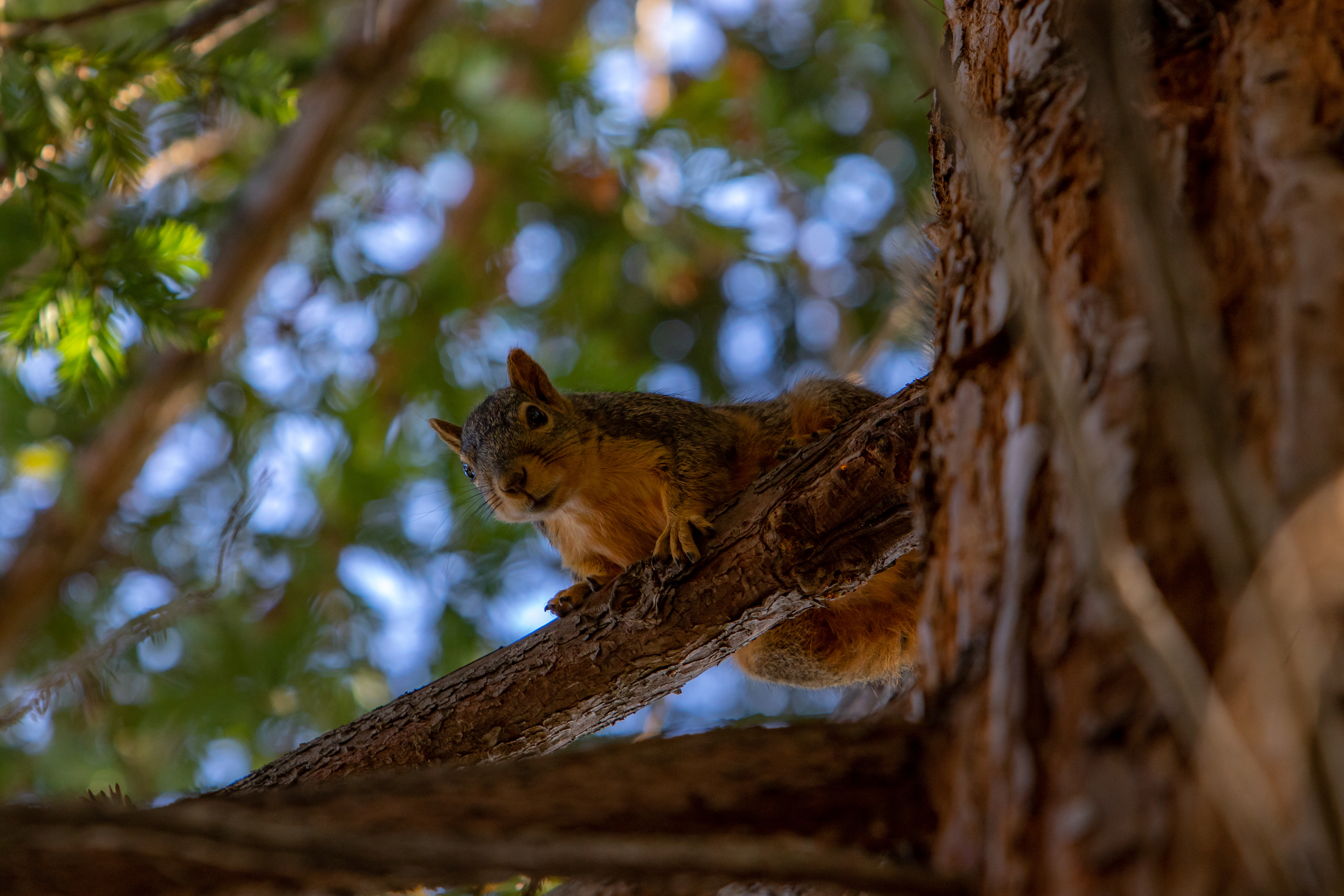 A squirrel hides high in a redwood tree.