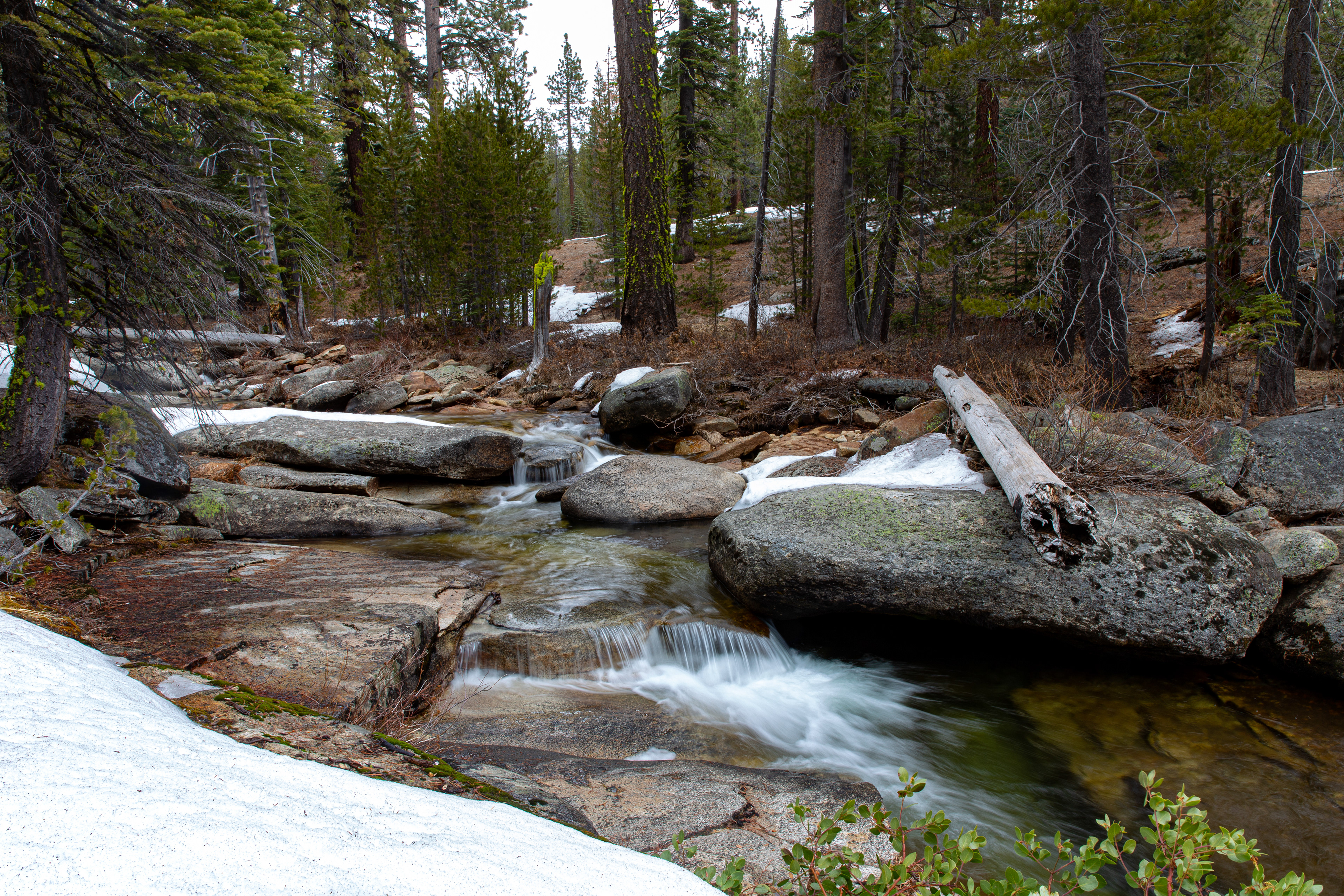 A small winter stream in the Yosemite Wilderness flows through the forest.
