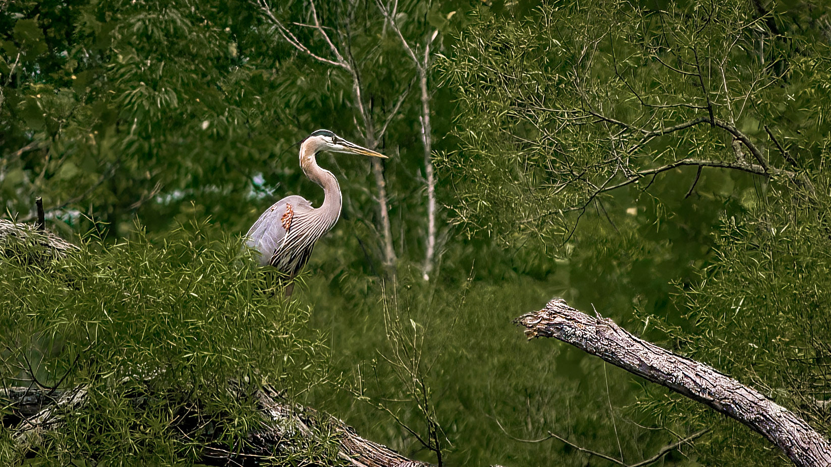 Great Blue Heron @ Rush Creek Lake,