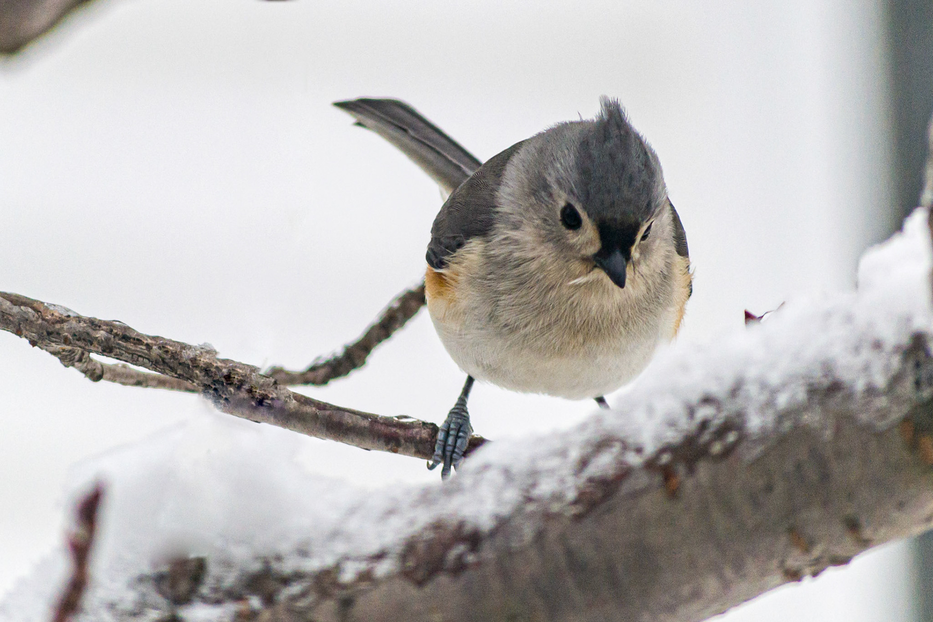 McNaughten Place-Columbus, Oh -- Tufted Titmouse