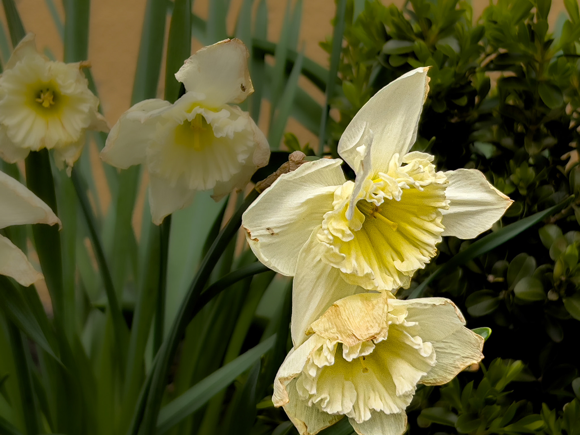 20250329- @ Victorian Village,  Columbus Ohio