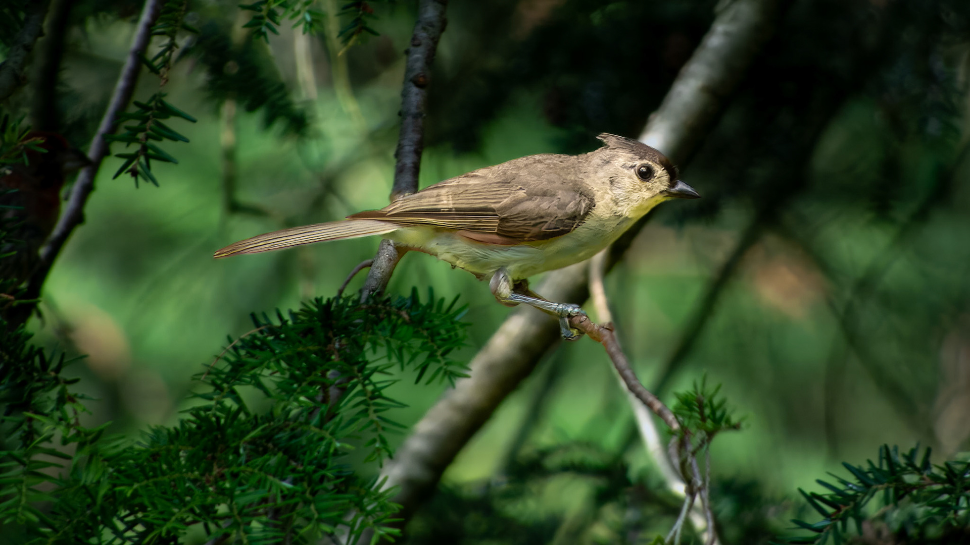 Tufted Titmouse @ Mount Royal,  Dover Pa