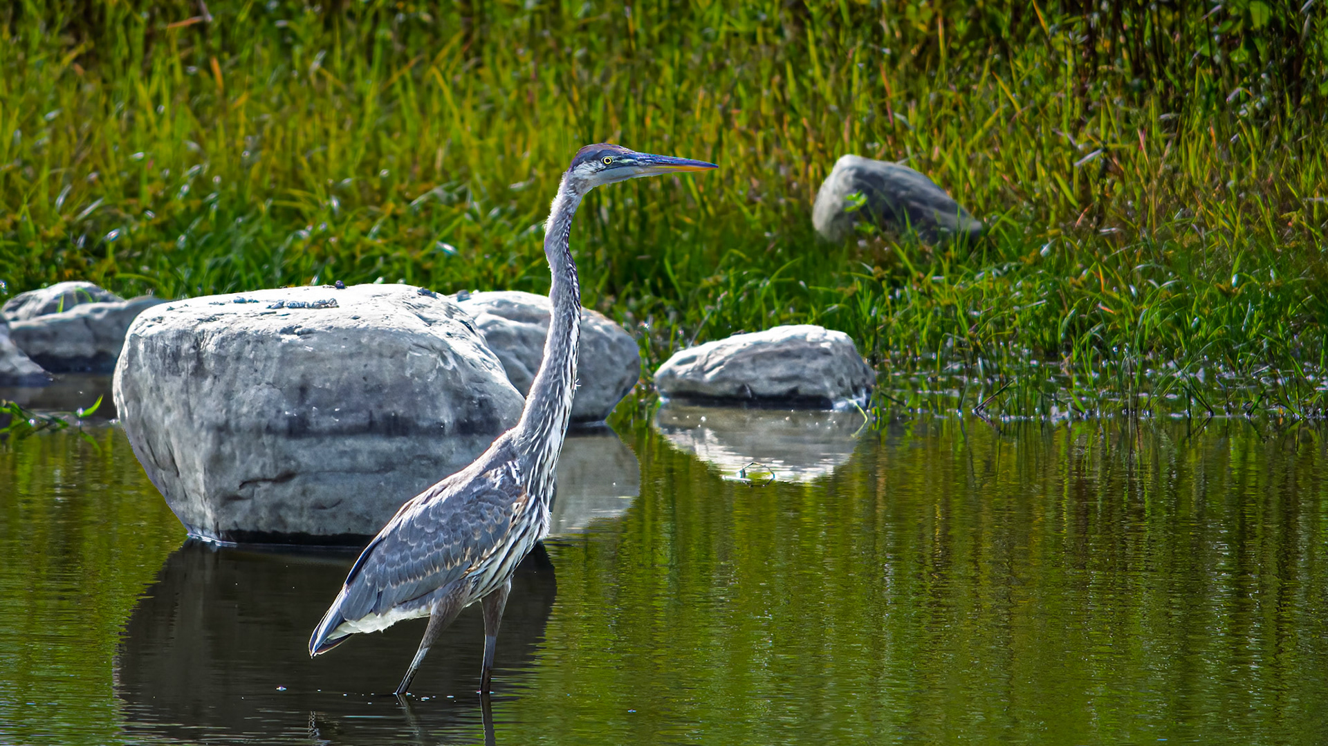 Great Blue Heron @ Audubon Park,  Columbus Oh