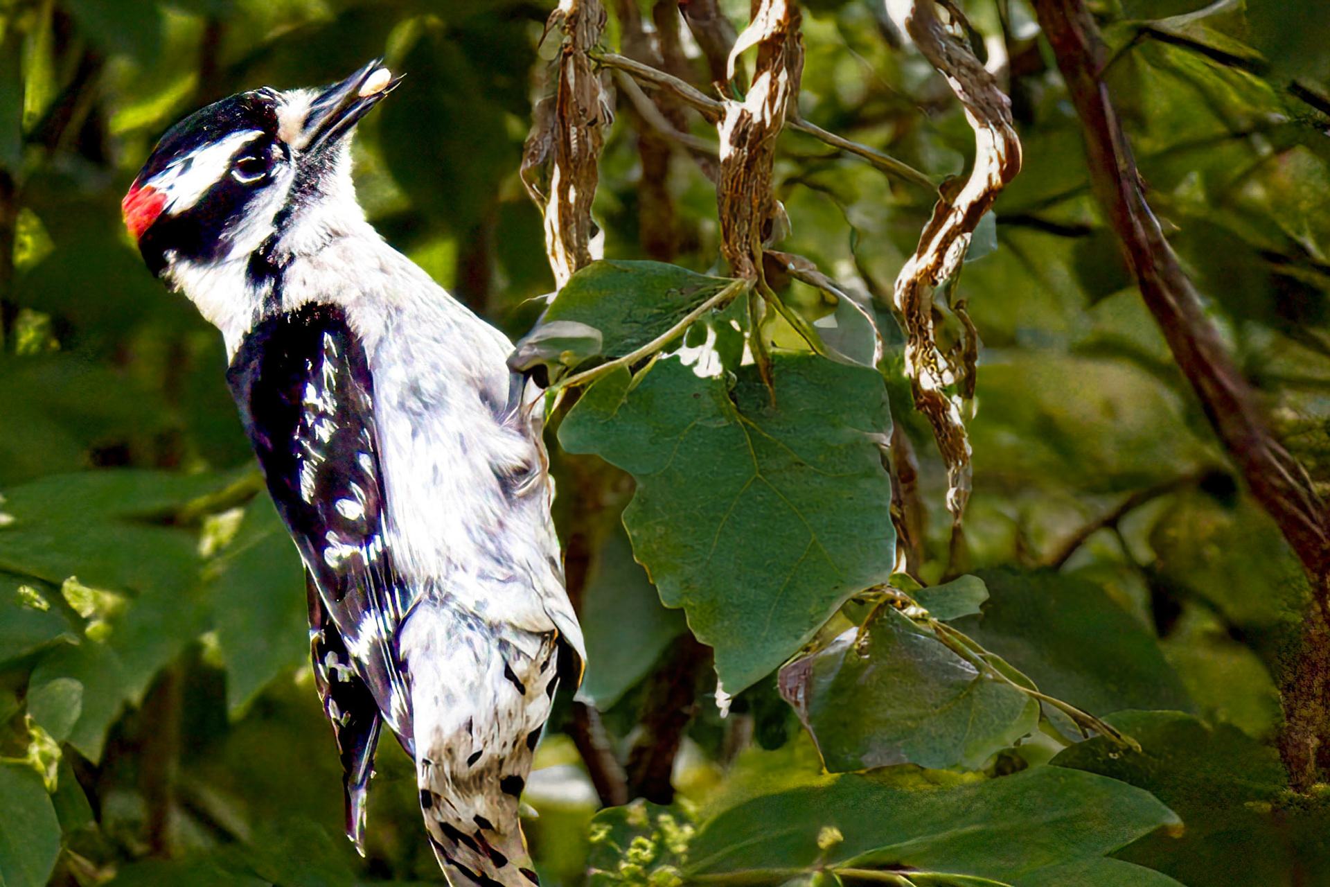 Downey Woodpecker @ Mount Royal,  Dover Pa