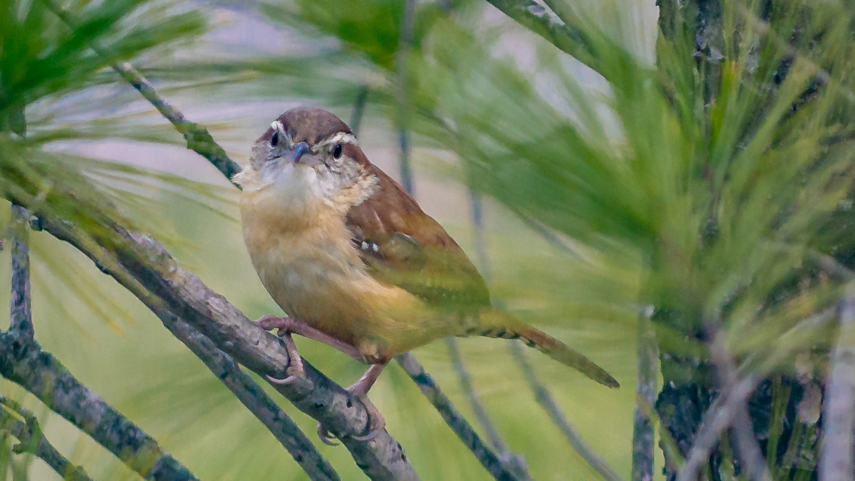 McNaughten Place - Carolina Wren -