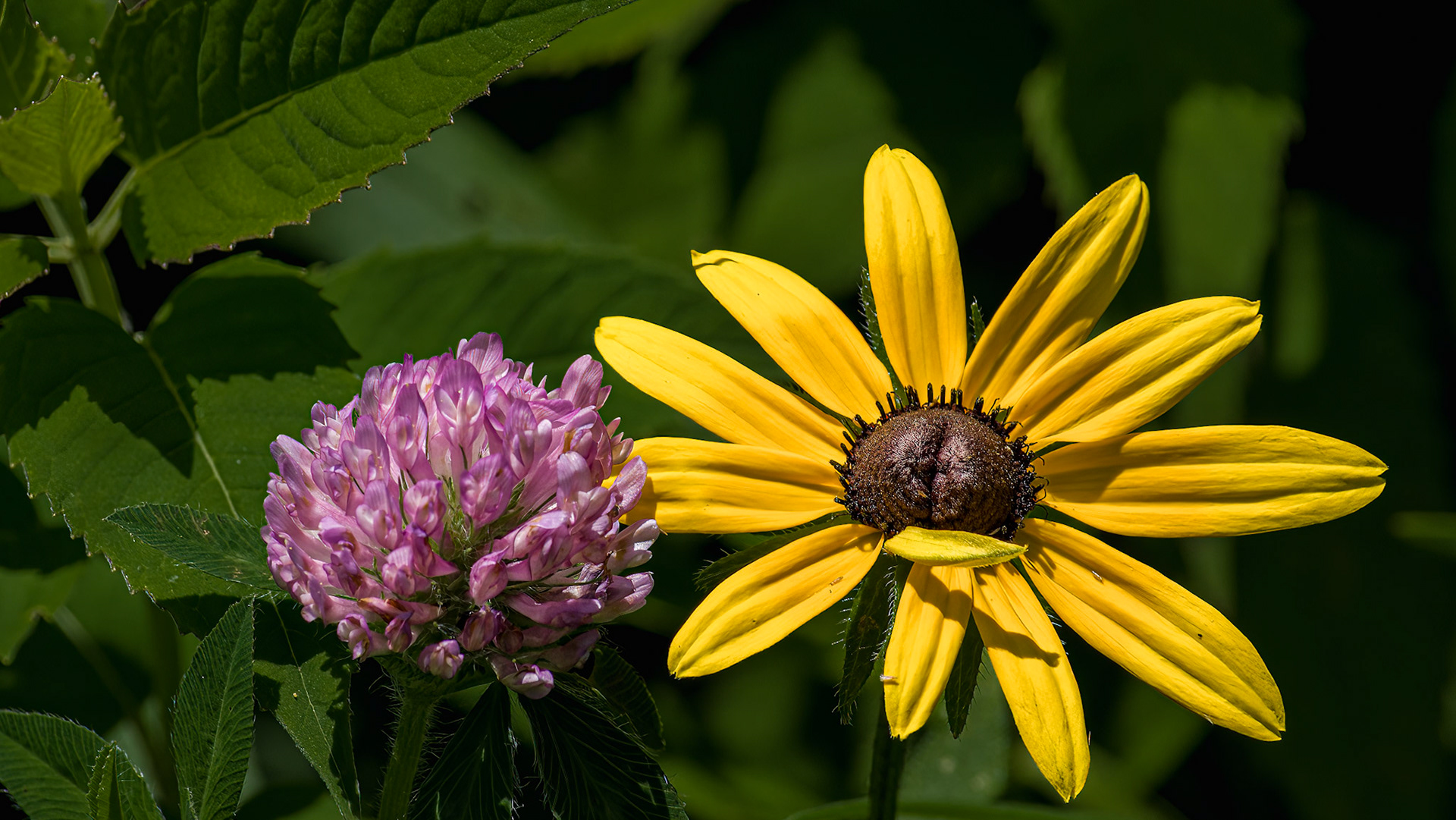 6/14/18-⁨Scioto Audubon Metro Park⁩, ⁨Columbus⁩, ⁨Ohio⁩, ⁨United States⁩