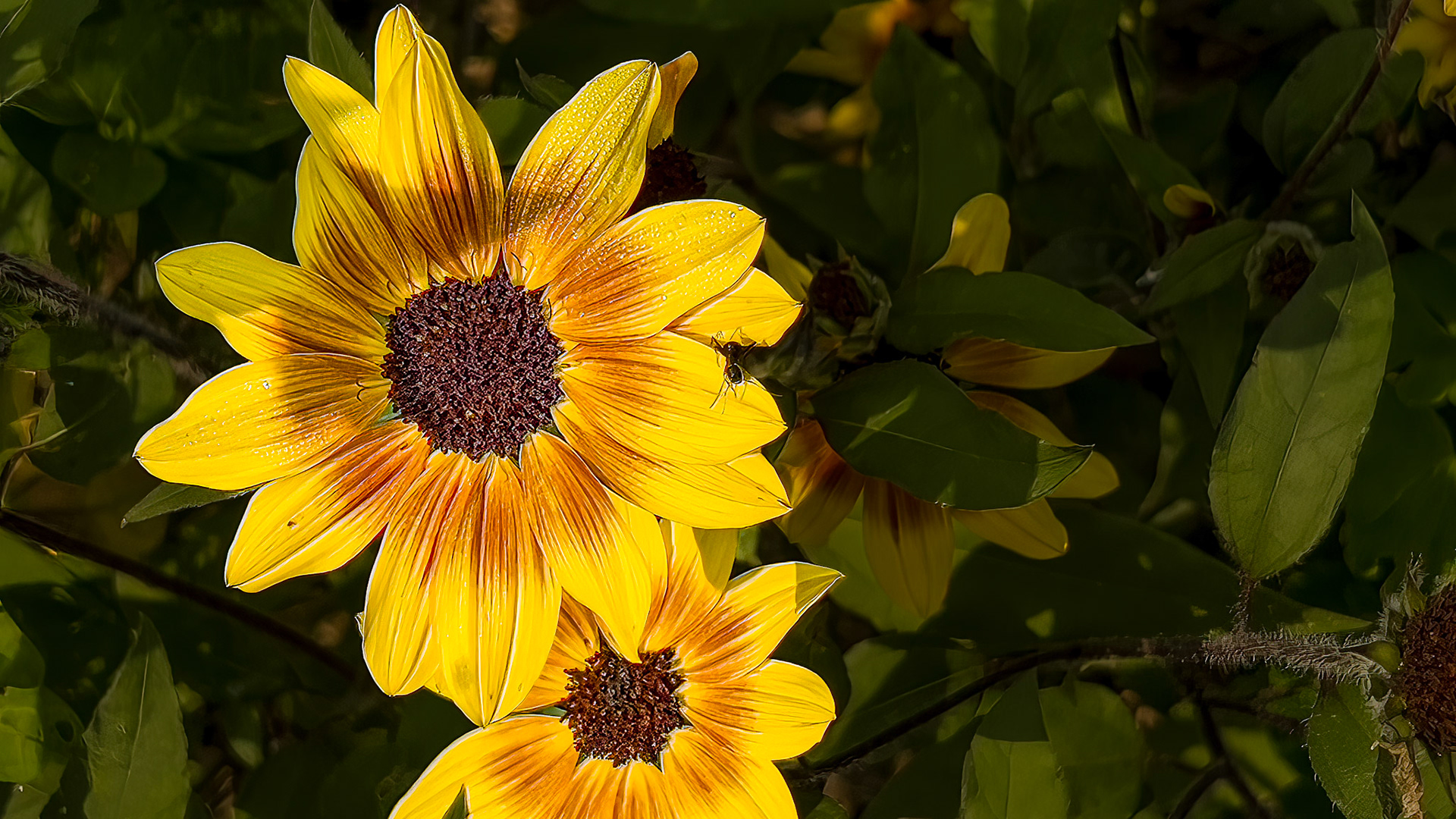 9/16/22-⁨Dawes Arboretum-Heath⁩, ⁨Ohio⁩, ⁨United States⁩