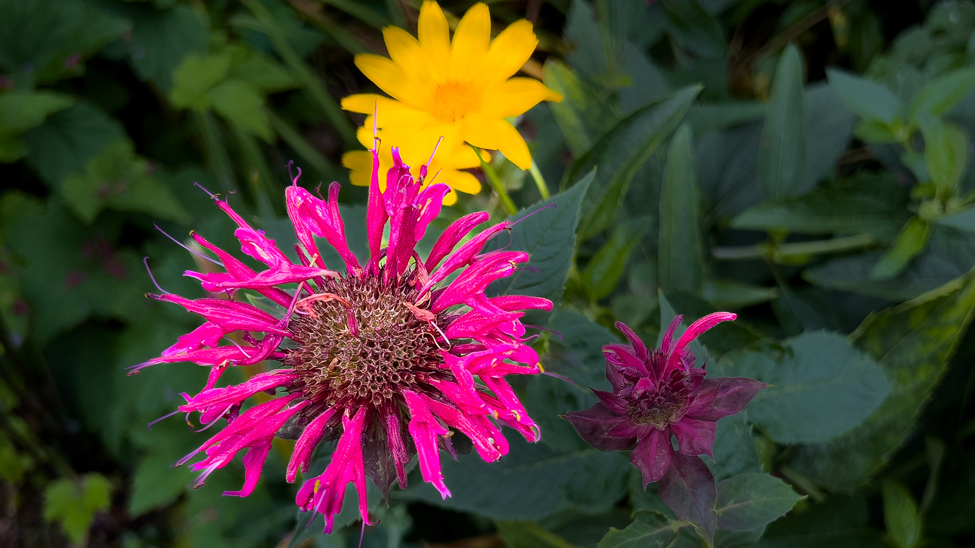 7/8/25-Victorian Village,  Columbus Ohio