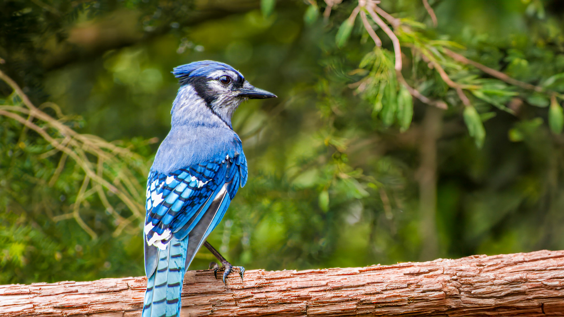 Blue Jay @ Mount Royal,  Dover Pa