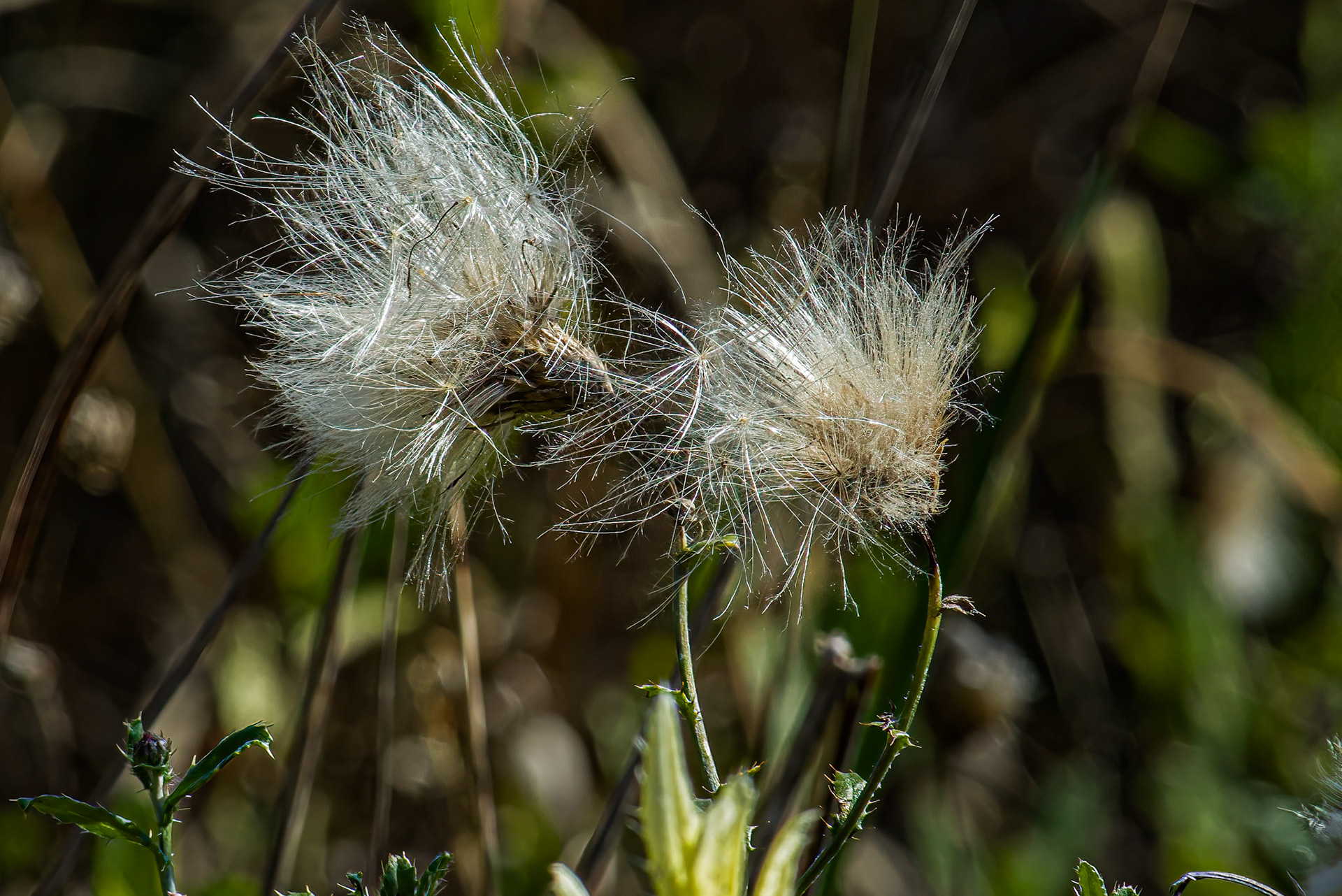 10/2/17 @ Audubon Park,  Columbus Oh