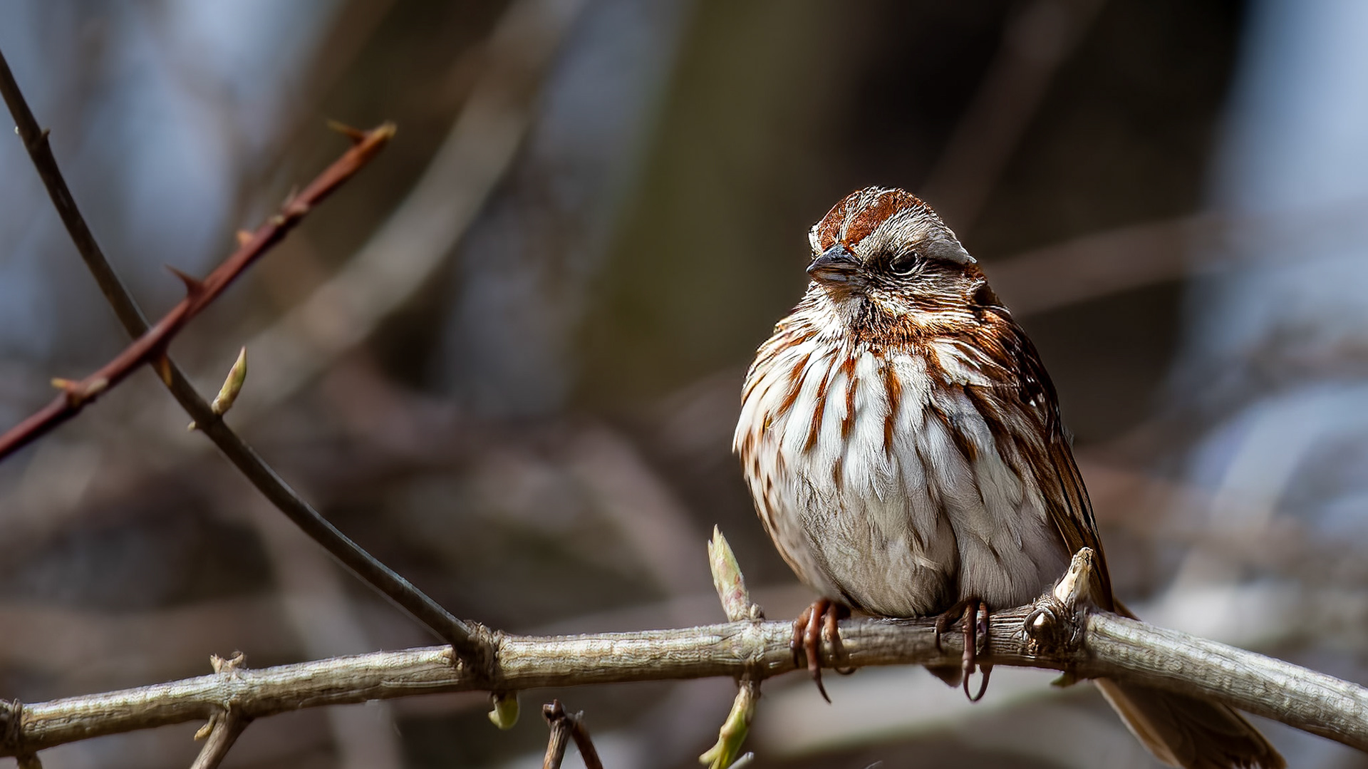 Song Sparrow @ Scioto Audubon Park-Columbus, Oh