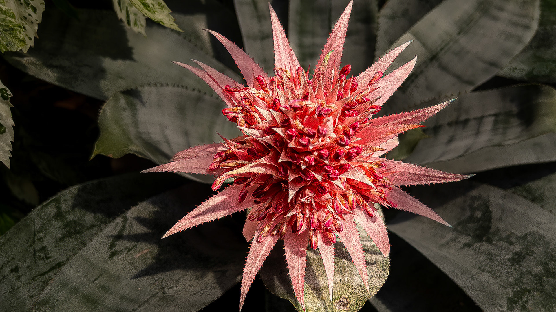 5/9/23-⁨Kingwood Center Gardens⁩, ⁨Mansfield⁩, ⁨Ohio⁩, ⁨United States⁩