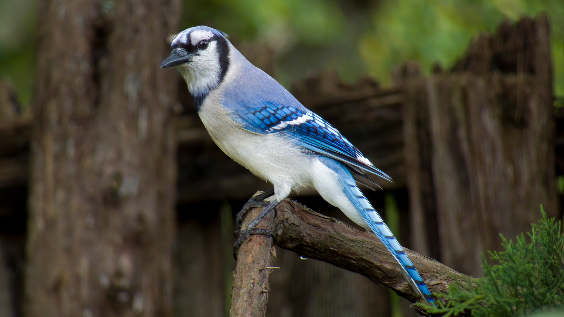 Blue Jay @ Mount Royal,  Dover Pa