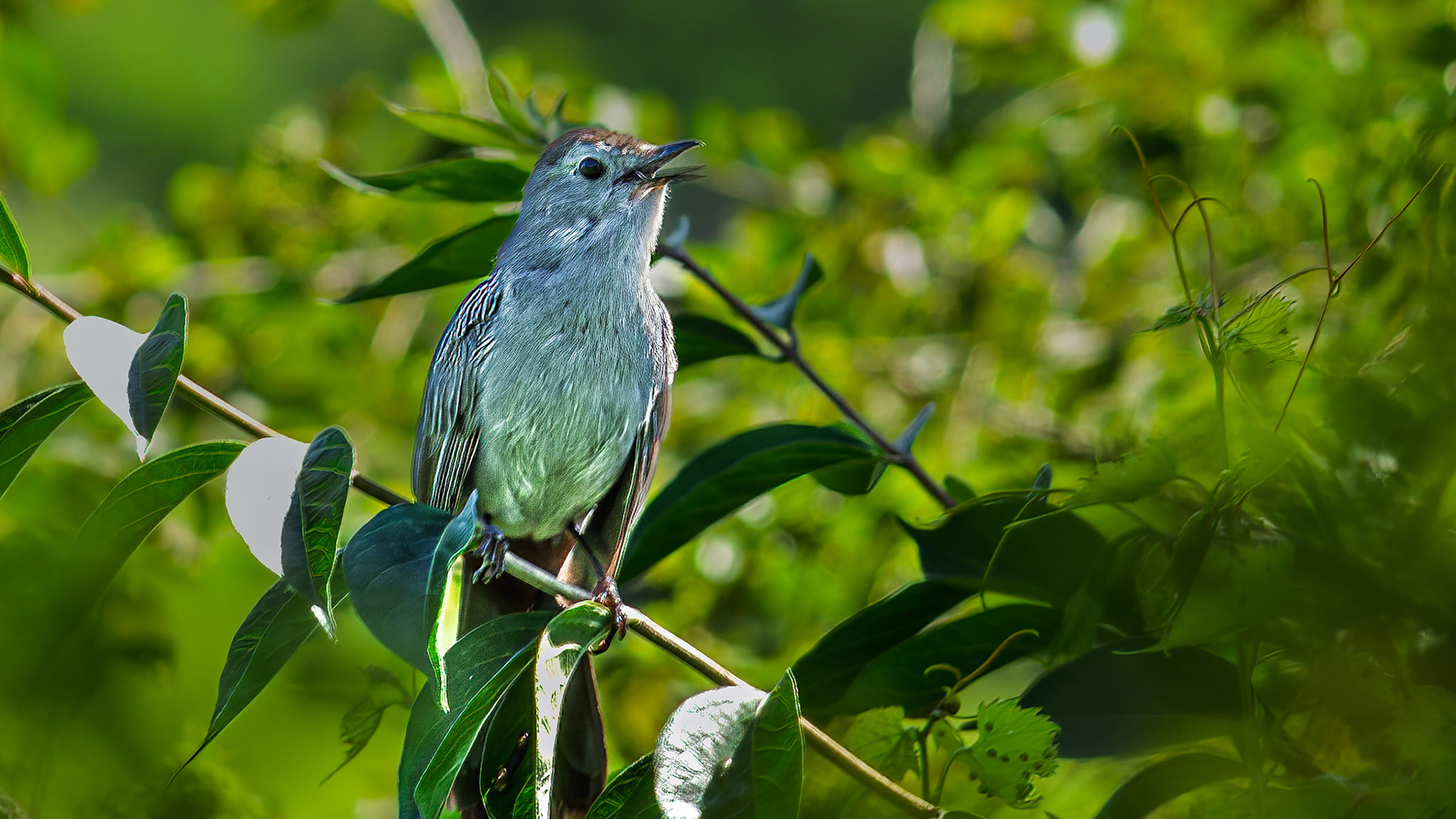 Gray Catbird @ Audubon Park,  Columbus Oh
