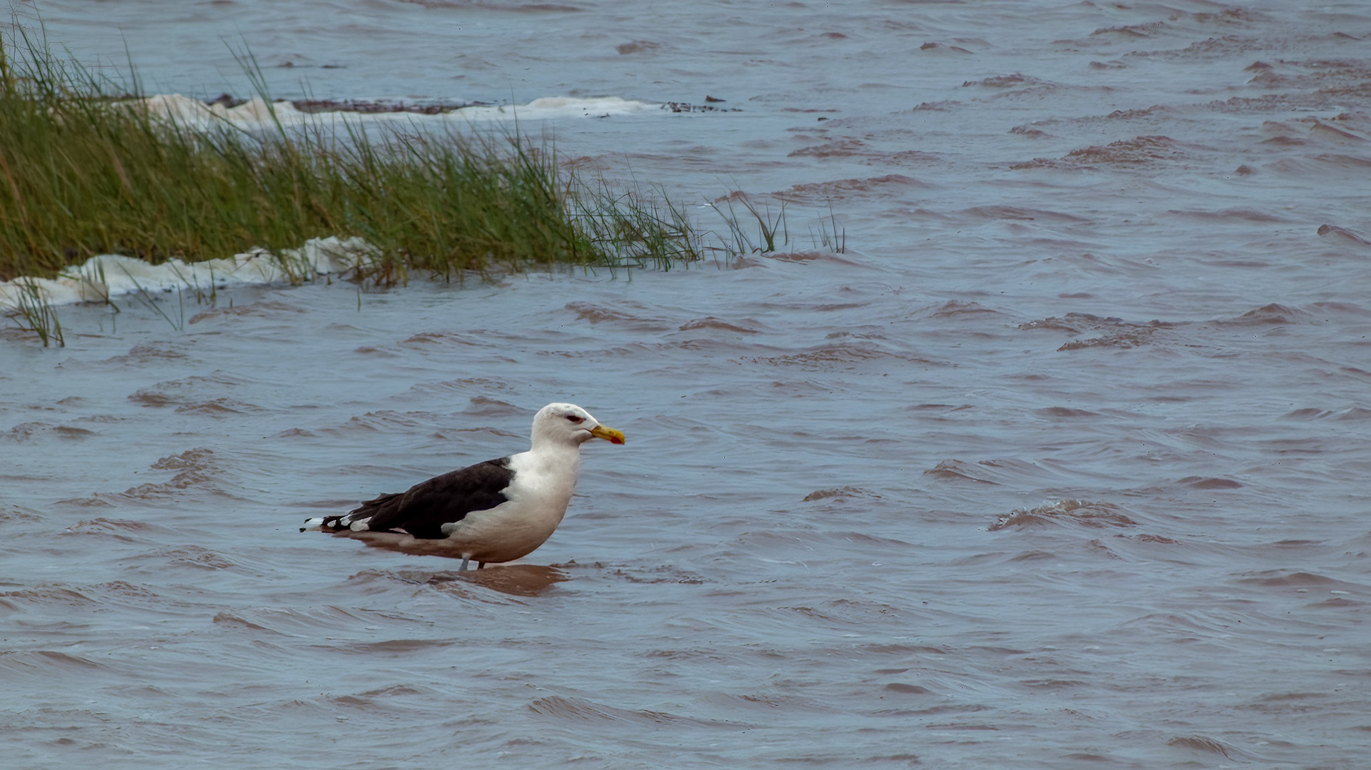 Great Black-backed Gull @ Nova Scotia