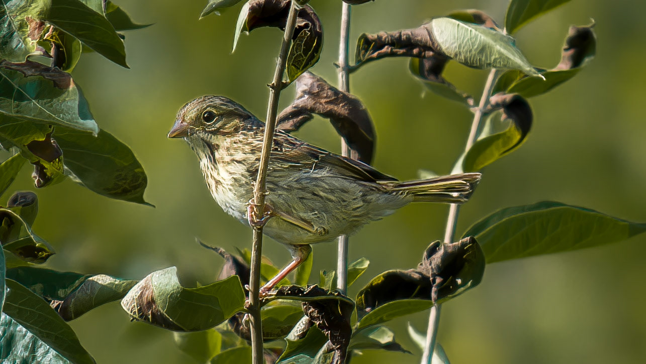 Vesper Sparrow @ Audubon Park,  Columbus Oh