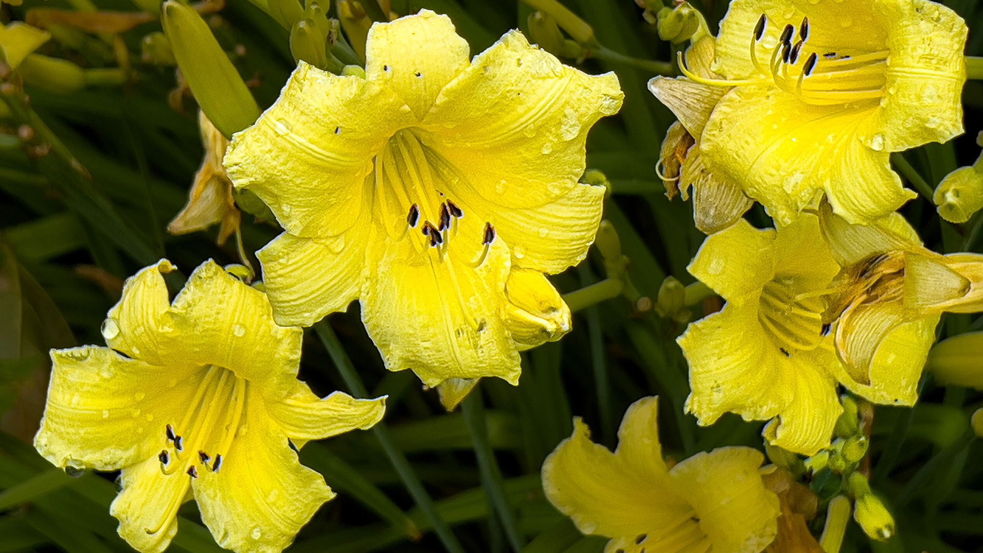 20250701-⁨Goodale Park⁩, ⁨Columbus⁩, ⁨Ohio⁩