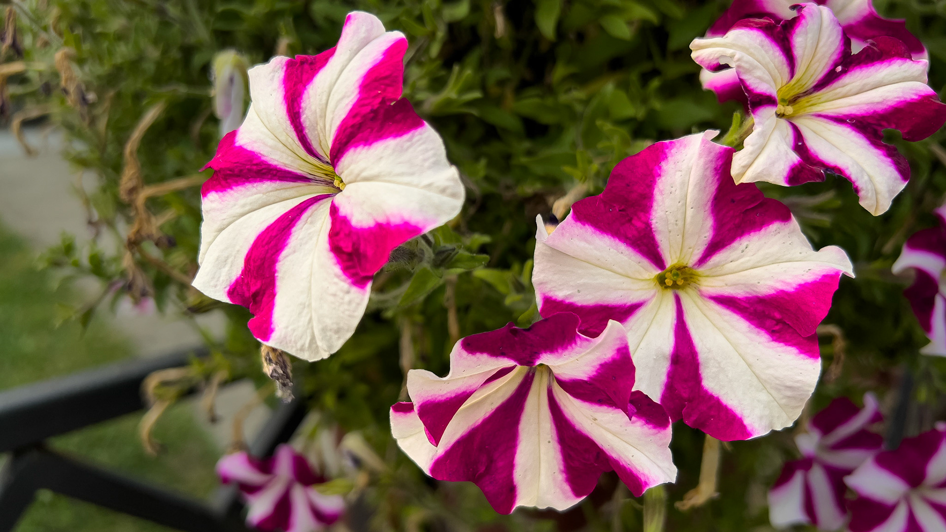 10/12/24 @ Victorian Village,  Columbus Ohio