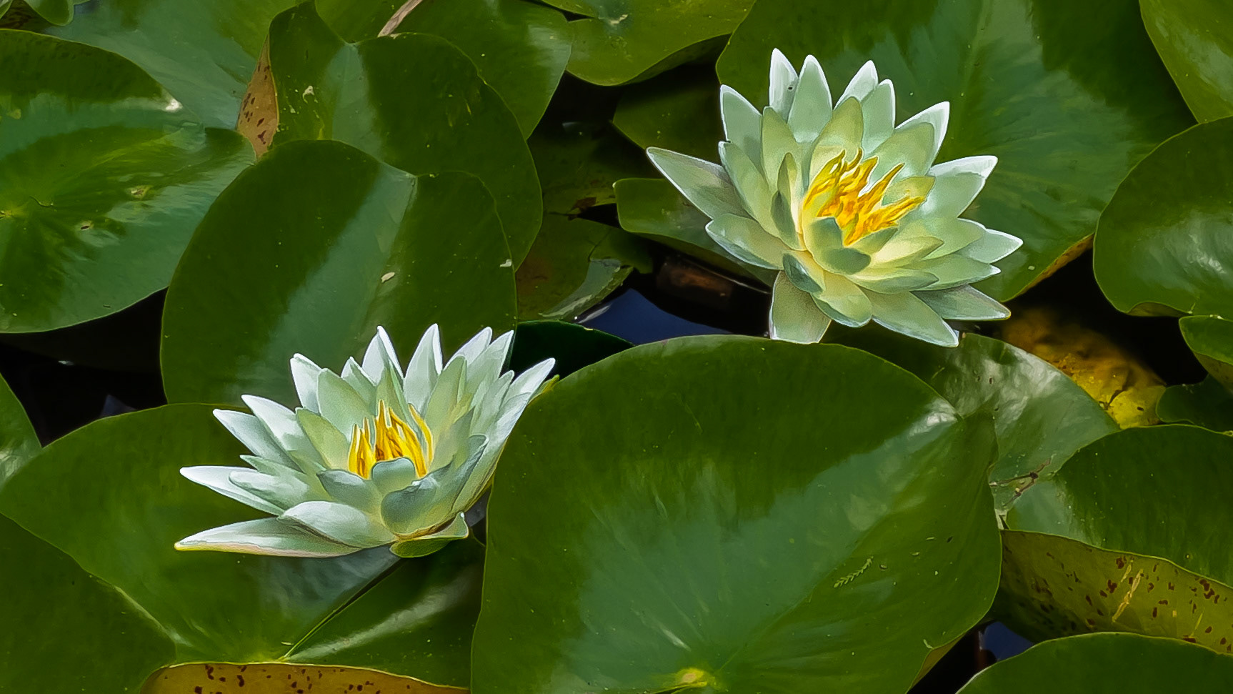 8/26/25-⁨Goodale Park⁩, ⁨Columbus⁩, ⁨Ohio⁩, ⁨United States⁩ - Waterlily