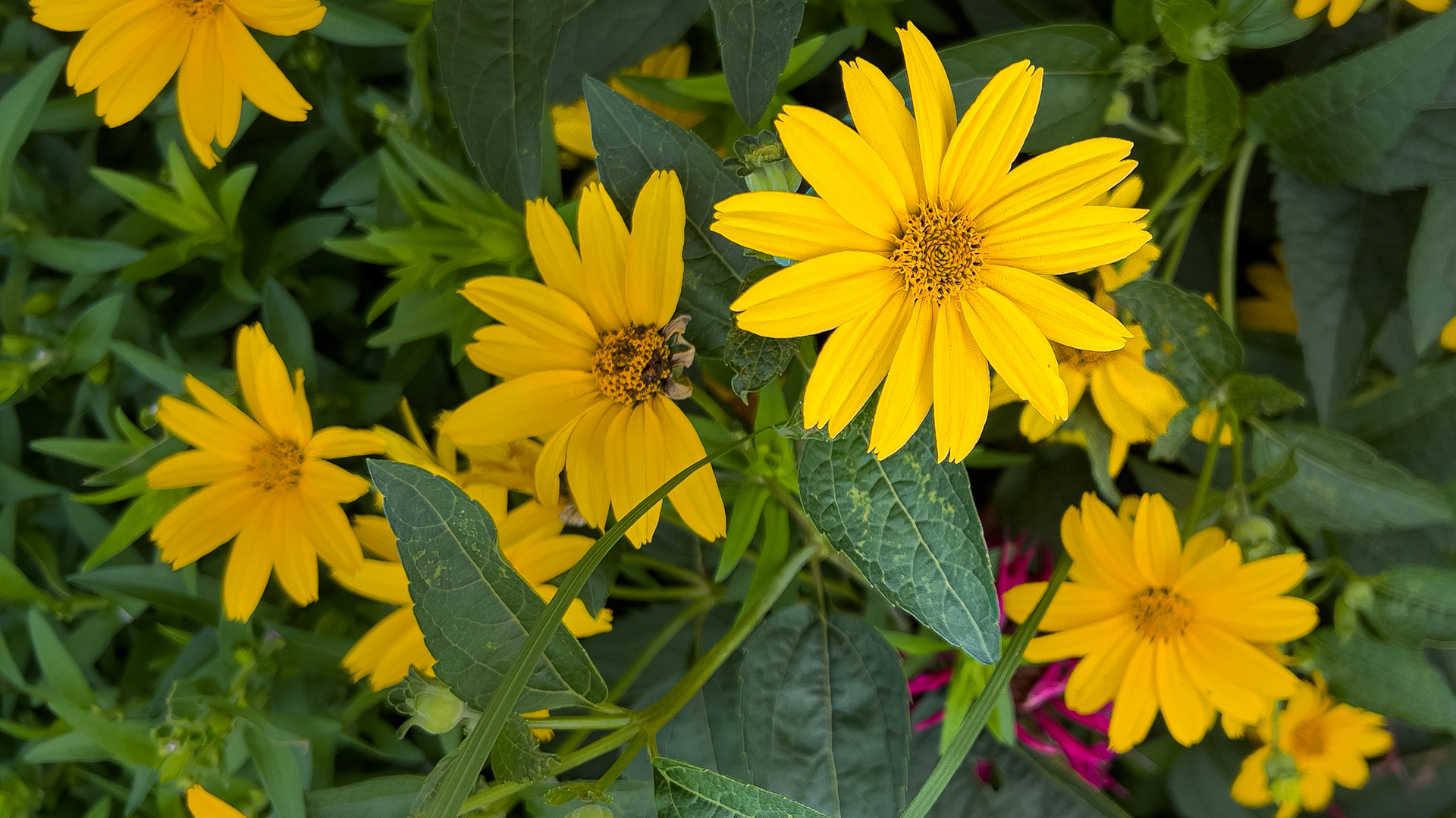 20250720-Goodale Park