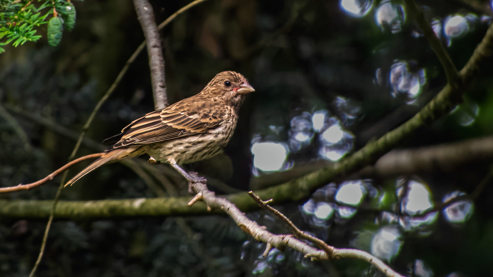 House Finch at Mt Royal, Dover Pa