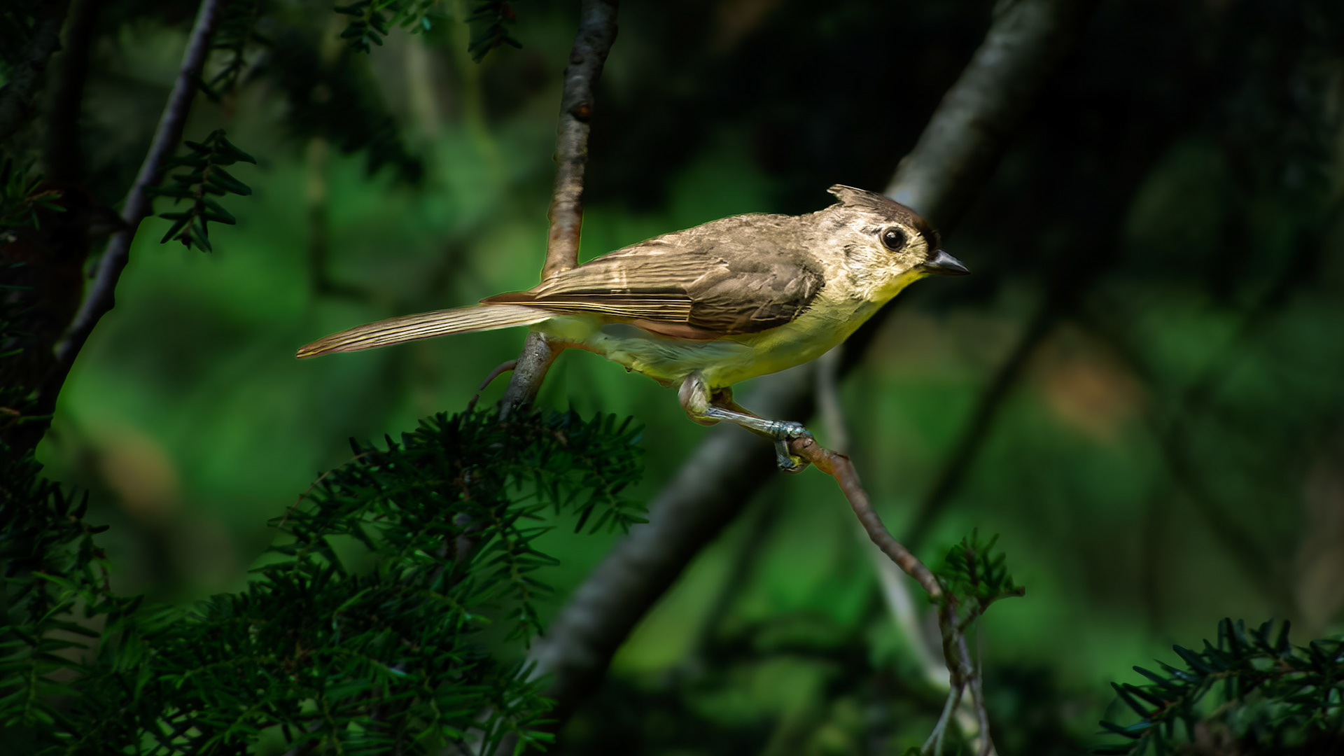 Tufted Titmouse @ Mount Royal,  Dover Pa