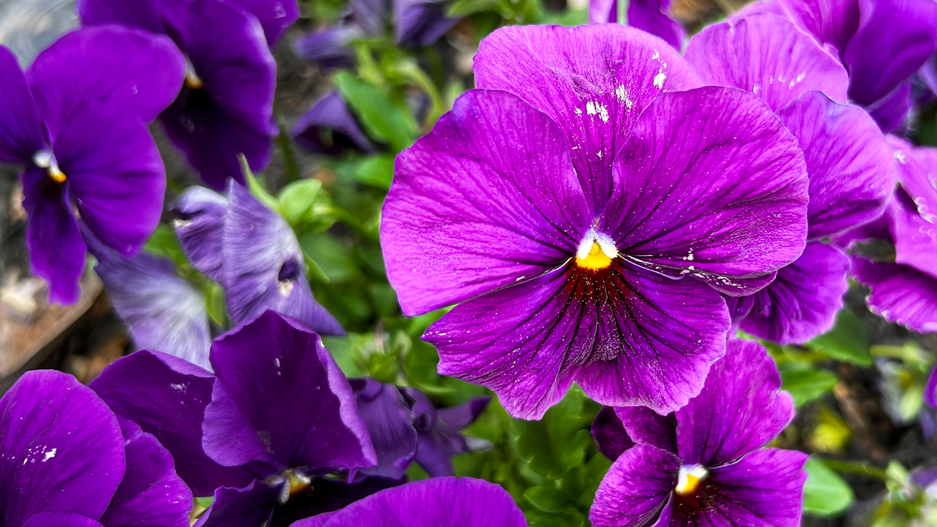 4/26/24 @ Ohio Living Westminster Thurber,  Columbus Oh