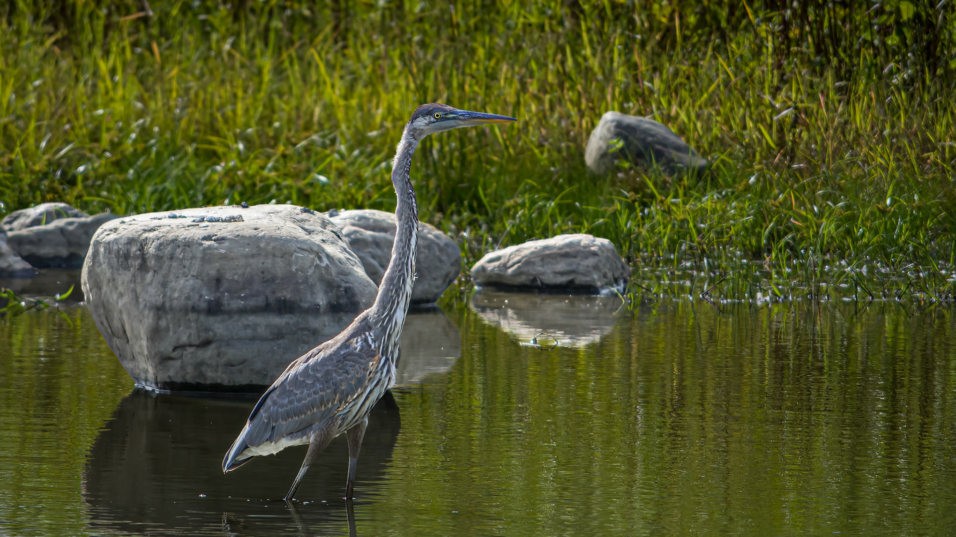 Great Blue Heron @ Audubon Park,  Columbus Oh