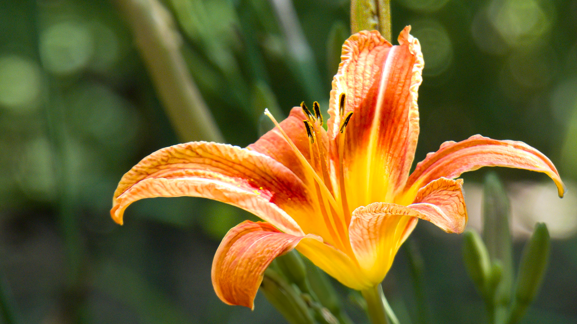 6/17/21-⁨Dover⁩, ⁨Susquehanna Valley⁩, ⁨United States⁩