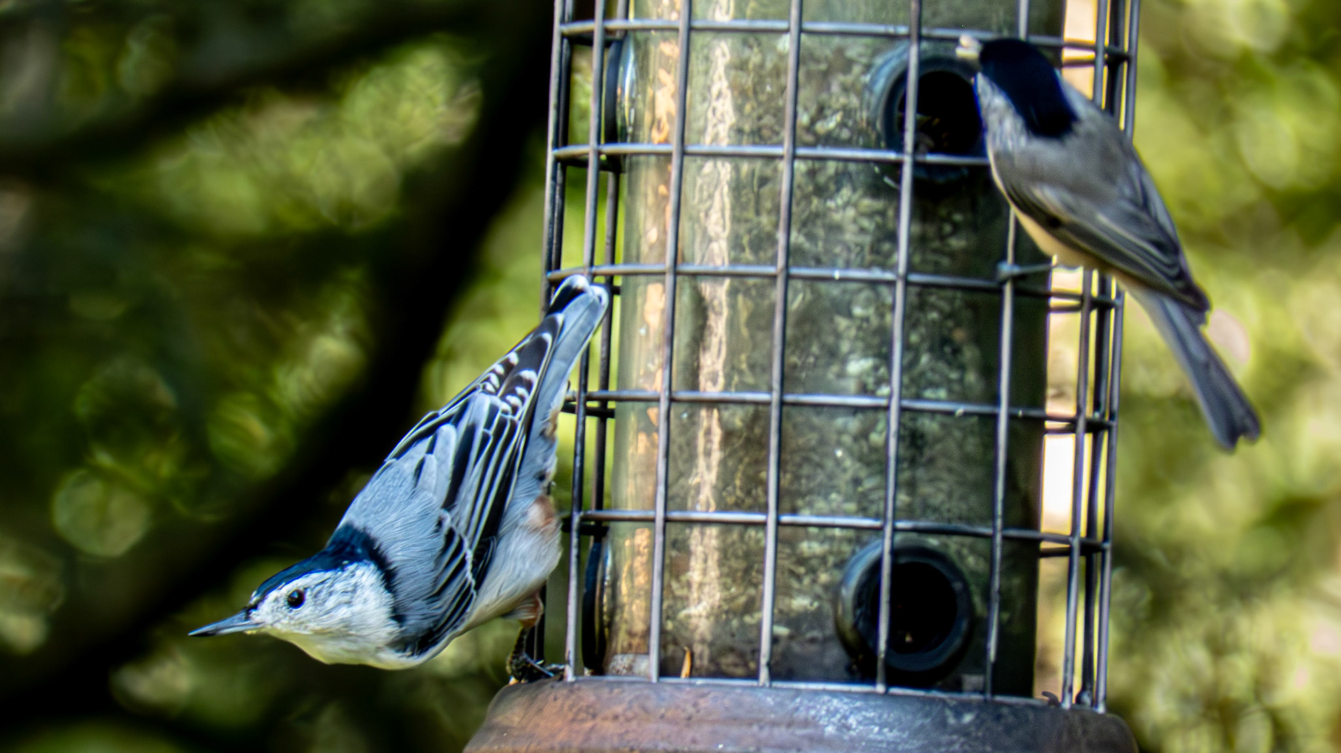 Carolina Chickadee, Whitebreasted Nuthatch @ Mount Royal, Dover Pa